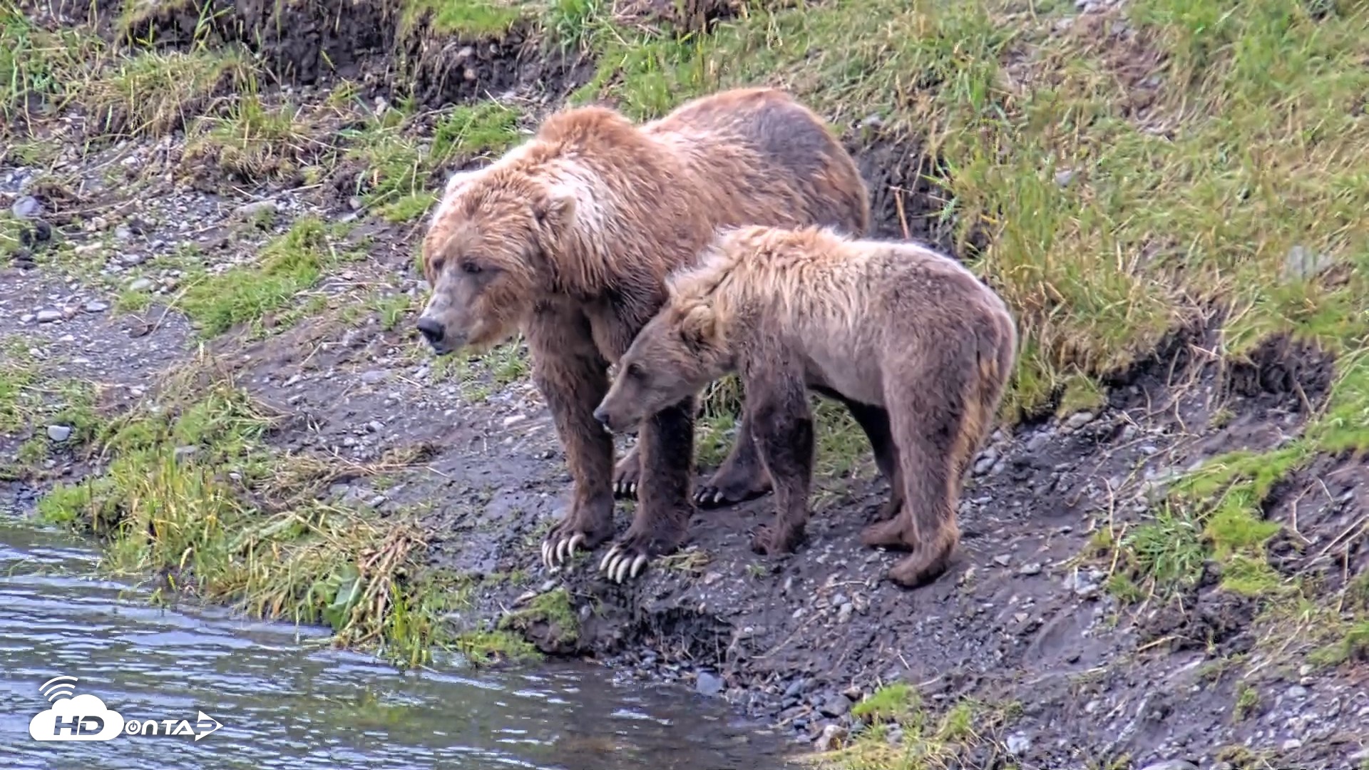 Snapshot of Kodiak Alaska Brown Bears Live Webcam taken Aug 4, 2026, 5:31pm AKDT