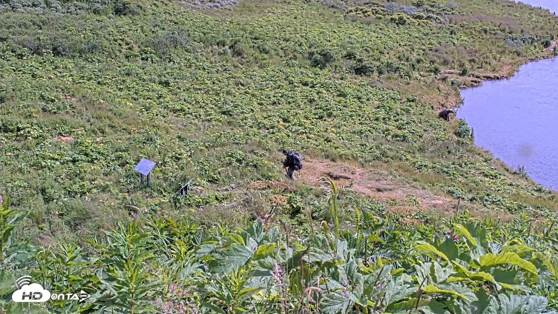 Snapshot of Kodiak Alaska Brown Bears Live Webcam taken Aug 1, 2026, 2:34pm AKDT