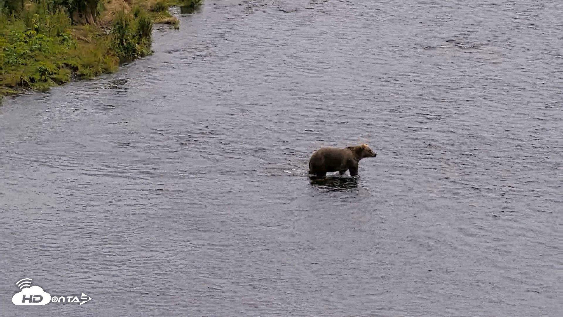Snapshot of Kodiak Alaska Brown Bears Live Webcam taken Aug 6, 2026, 2:35pm AKDT