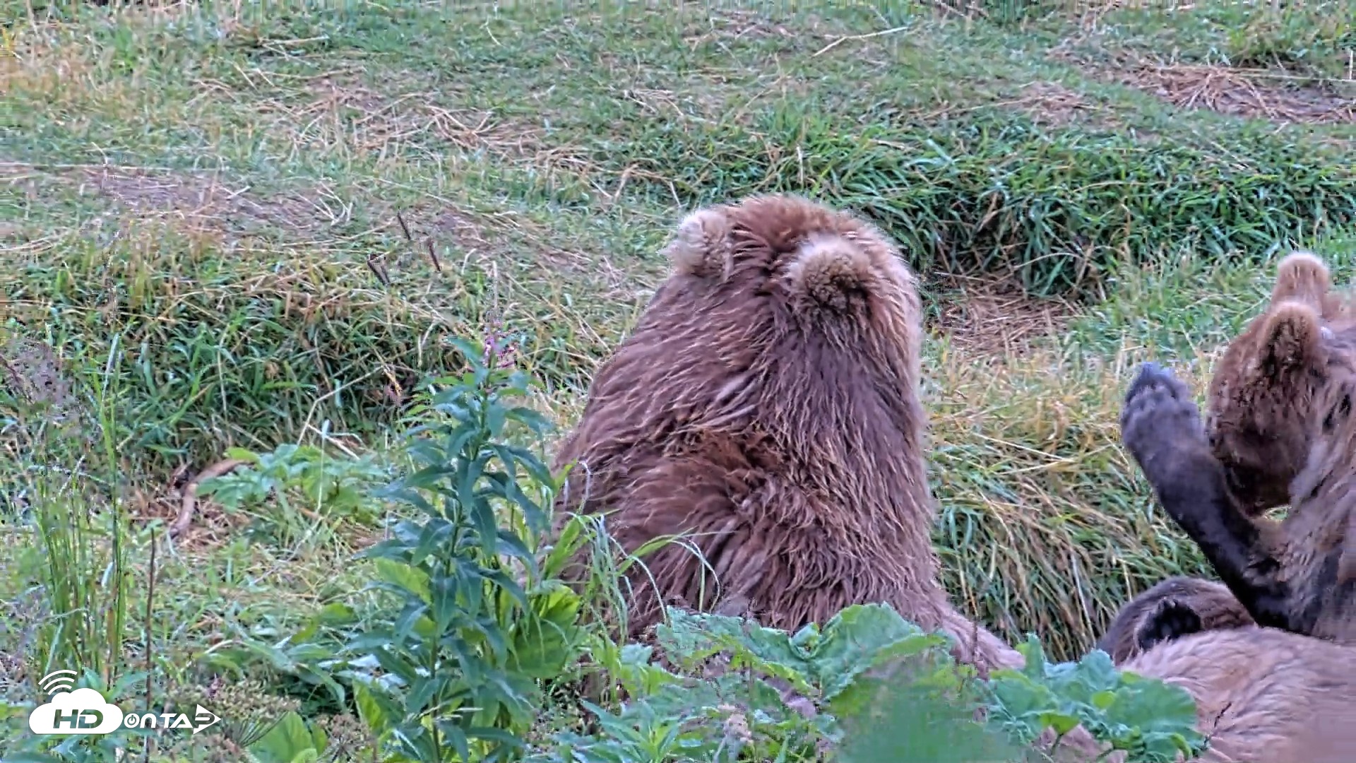 Snapshot of Kodiak Alaska Brown Bears Live Webcam taken Aug 13, 2026, 11:23am AKDT
