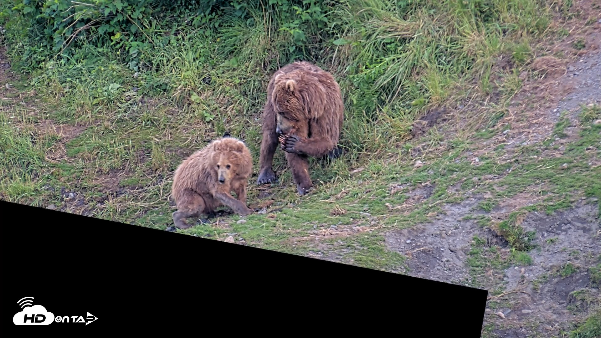 Snapshot of Kodiak Alaska Brown Bears Live Webcam taken Jul 29, 2026, 9:50pm AKDT