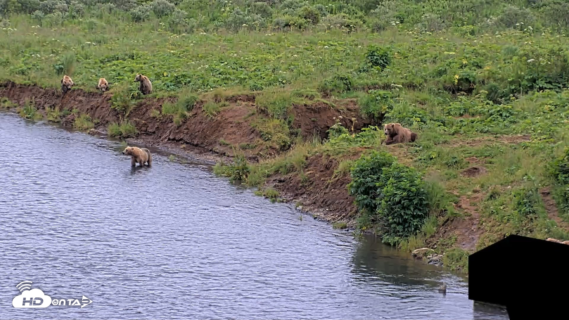 Snapshot of Kodiak Alaska Brown Bears Live Webcam taken Aug 6, 2026, 7:29pm AKDT