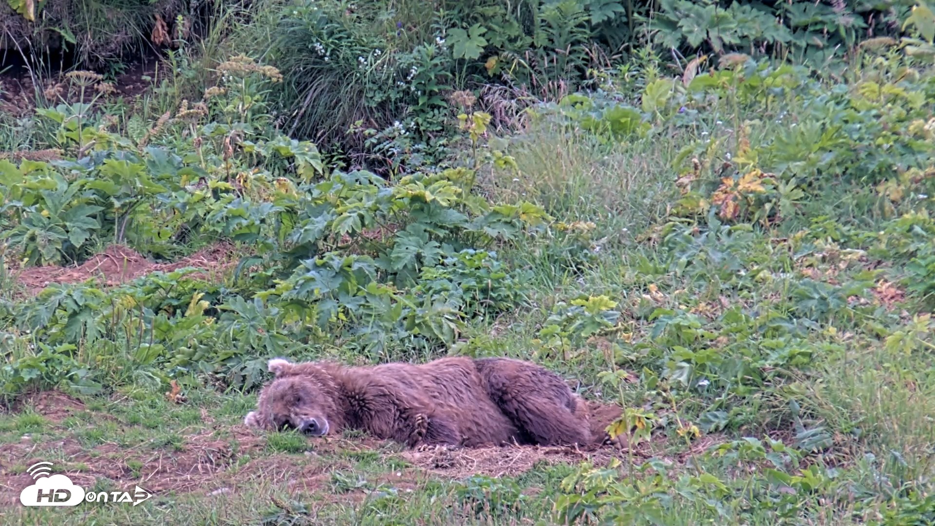 Snapshot of Kodiak Alaska Brown Bears Live Webcam taken Aug 10, 2026, 6:19pm AKDT