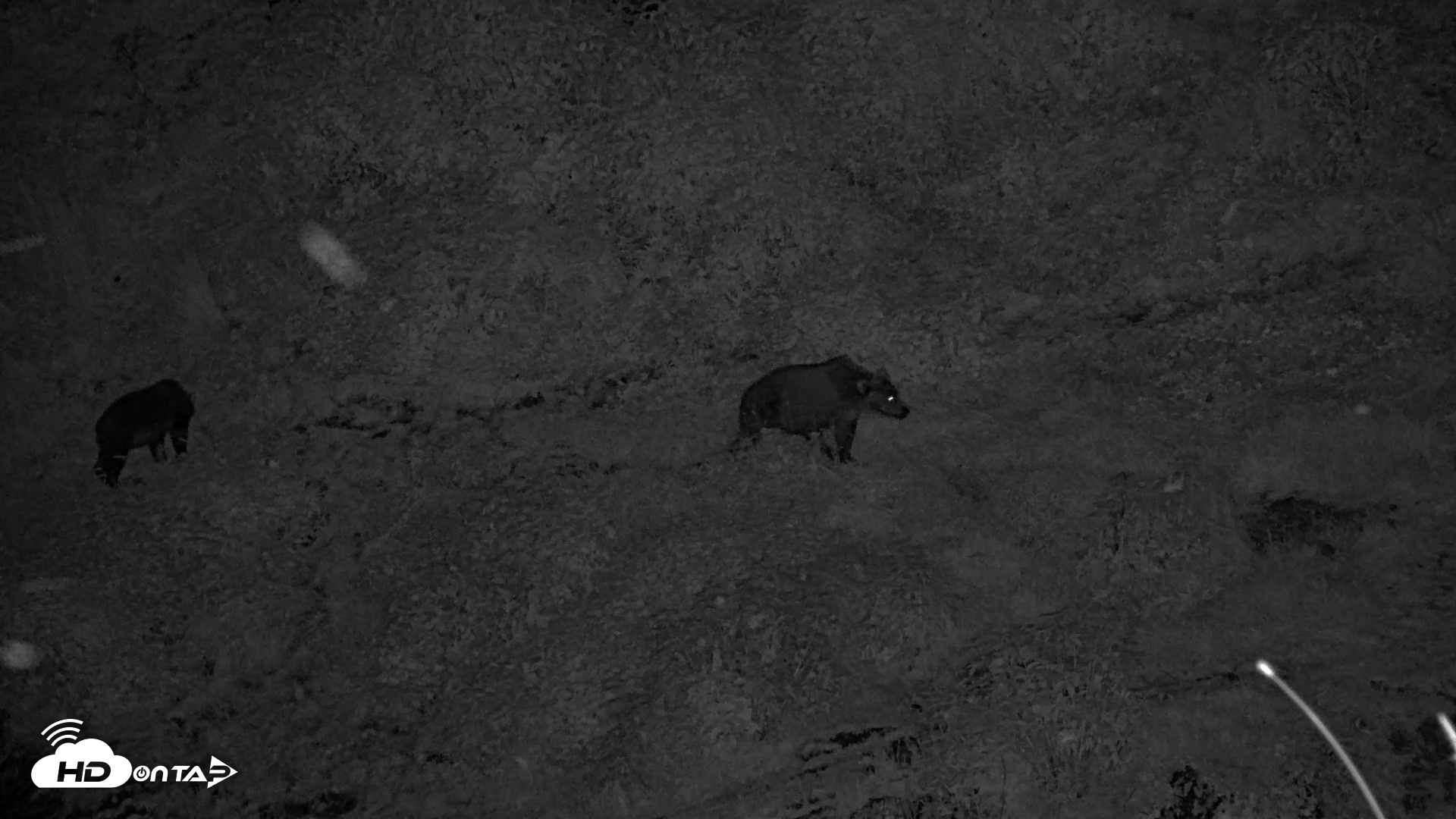 Snapshot of Kodiak Alaska Brown Bears Live Webcam taken Aug 23, 2026, 10:42pm AKDT