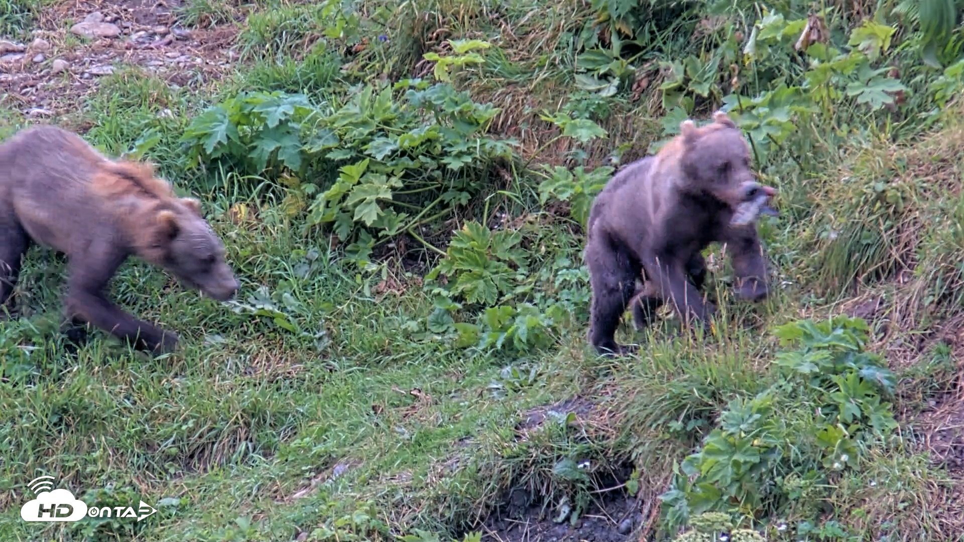 Snapshot of Kodiak Alaska Brown Bears Live Webcam taken Aug 13, 2026, 11:51am AKDT
