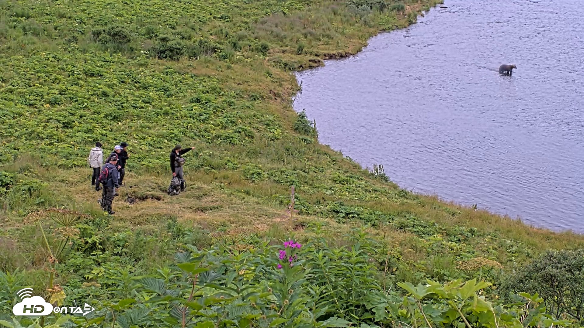 Snapshot of Kodiak Alaska Brown Bears Live Webcam taken Aug 7, 2026, 1:57pm AKDT