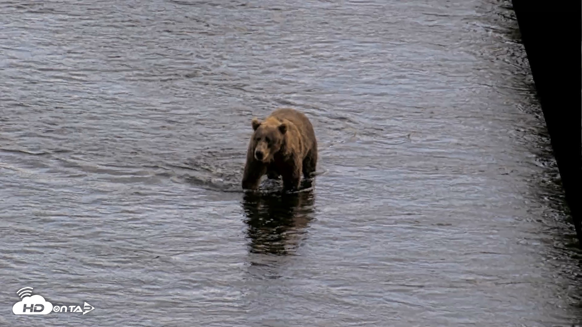 Snapshot of Kodiak Alaska Brown Bears Live Webcam taken Aug 20, 2026, 5:19pm AKDT