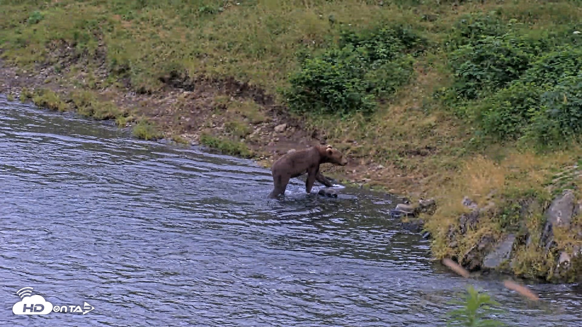 Snapshot of Kodiak Alaska Brown Bears Live Webcam taken Aug 10, 2026, 9:45pm AKDT