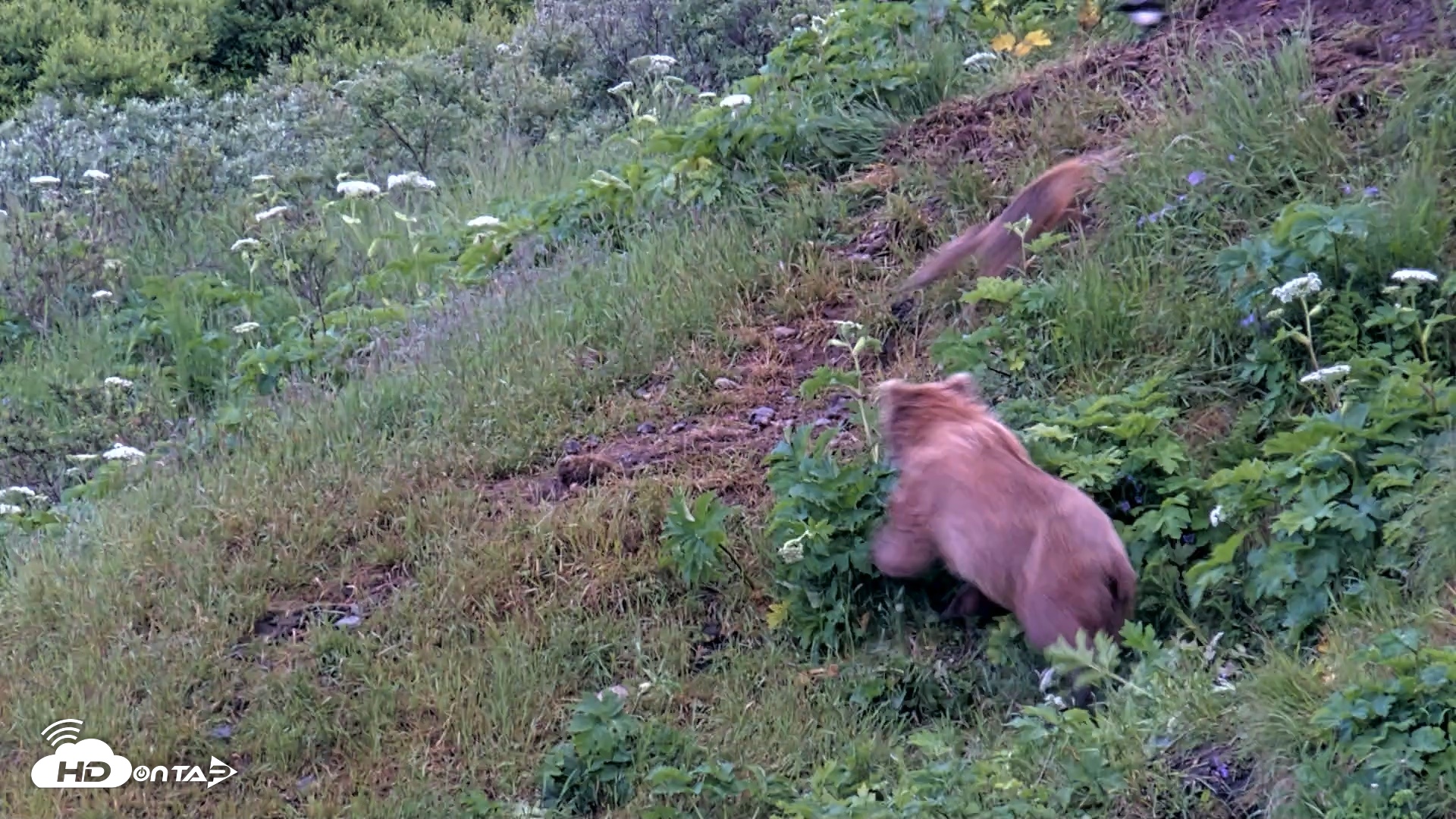 Snapshot of Kodiak Alaska Brown Bears Live Webcam taken Jul 17, 2026, 7:13am AKDT