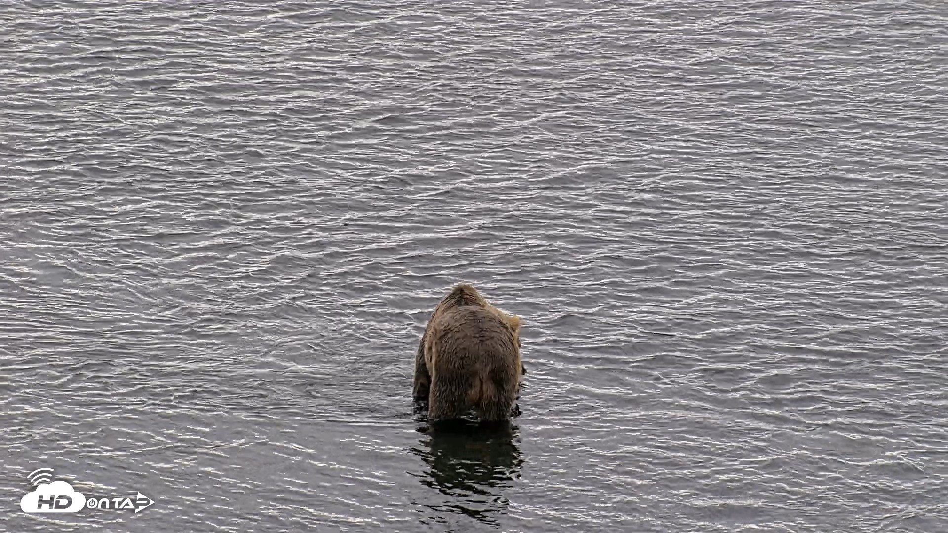 Snapshot of Kodiak Alaska Brown Bears Live Webcam taken Aug 6, 2026, 11:30am AKDT