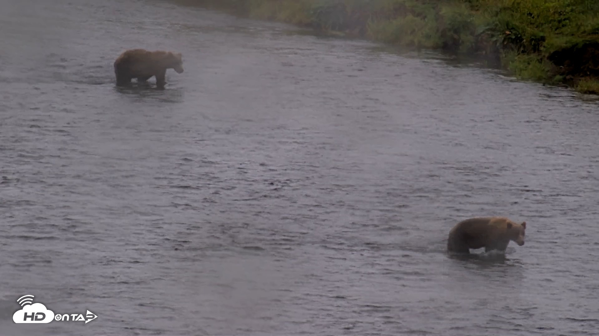 Snapshot of Kodiak Alaska Brown Bears Live Webcam taken Aug 13, 2026, 4:52pm AKDT