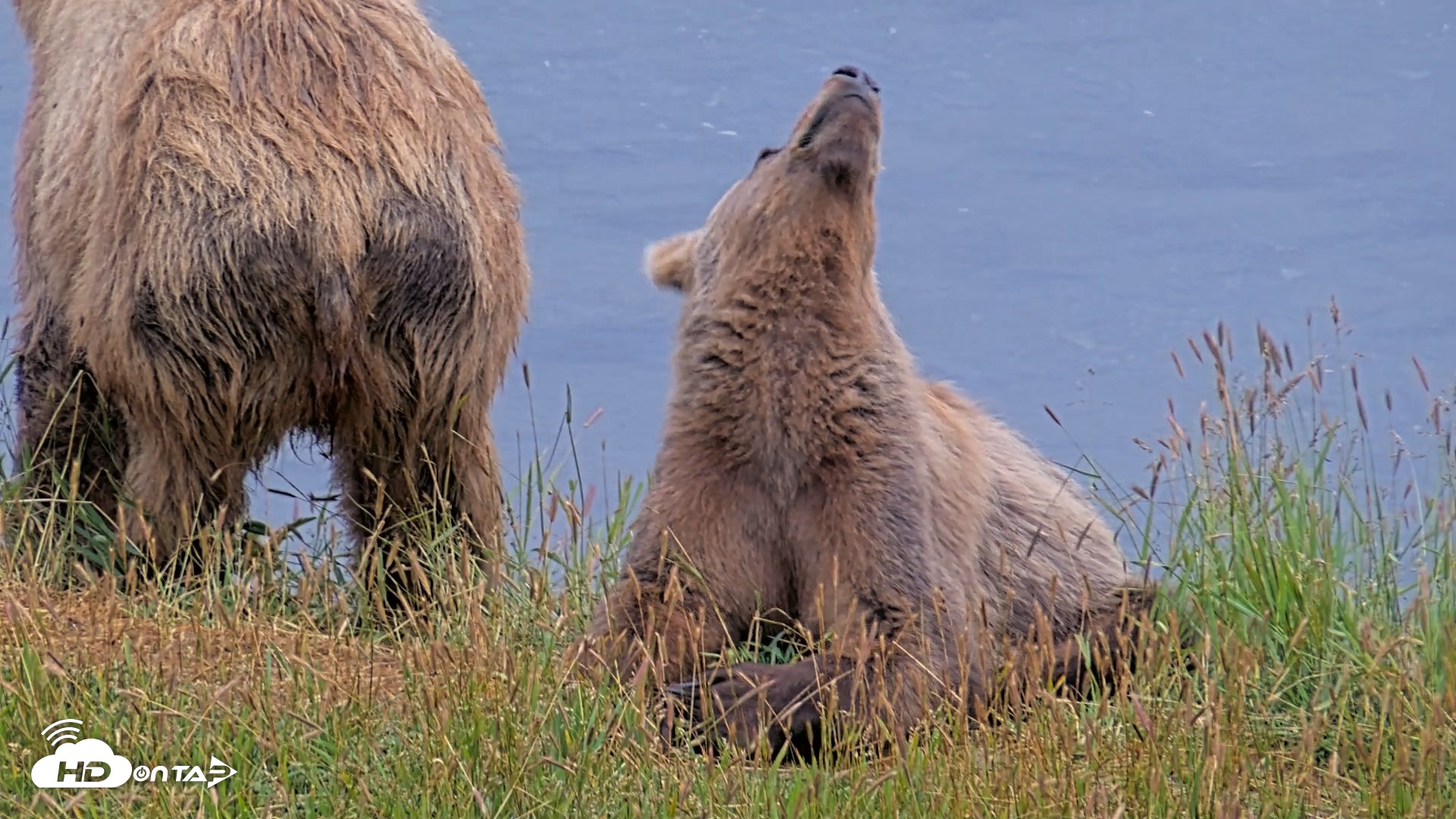 Snapshot of Kodiak Alaska Brown Bears Live Webcam taken Aug 4, 2026, 9:24pm AKDT