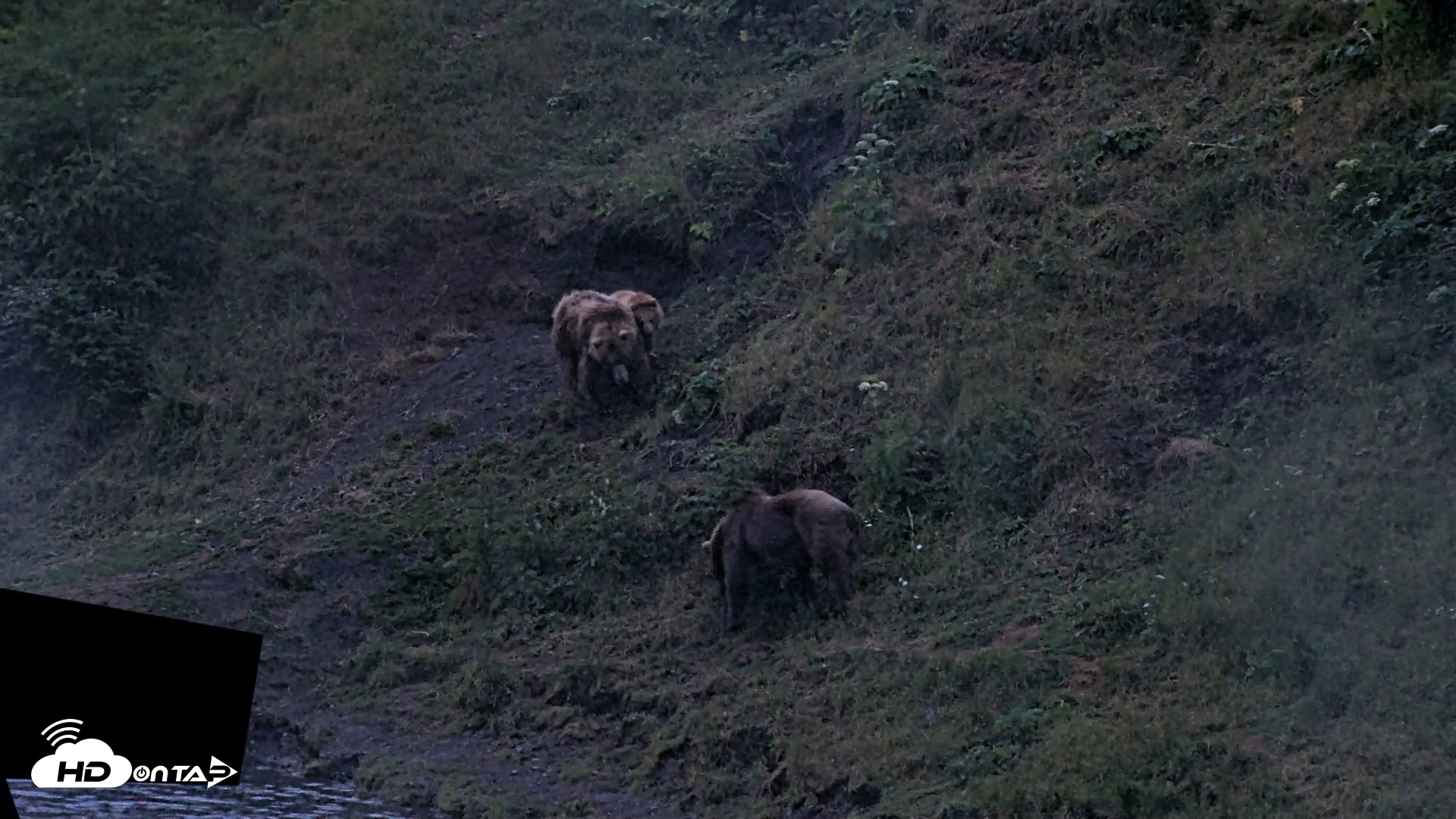 Snapshot of Kodiak Alaska Brown Bears Live Webcam taken Aug 3, 2026, 10:44pm AKDT
