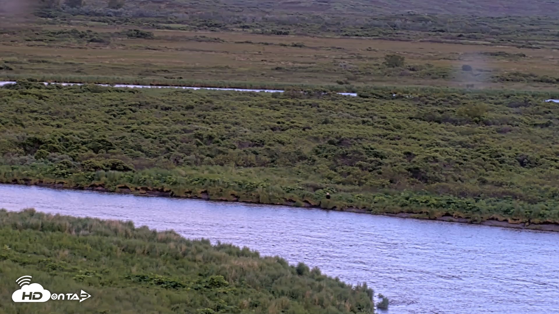 Snapshot of Kodiak Alaska Brown Bears Live Webcam taken Jul 5, 2026, 8:51pm AKDT
