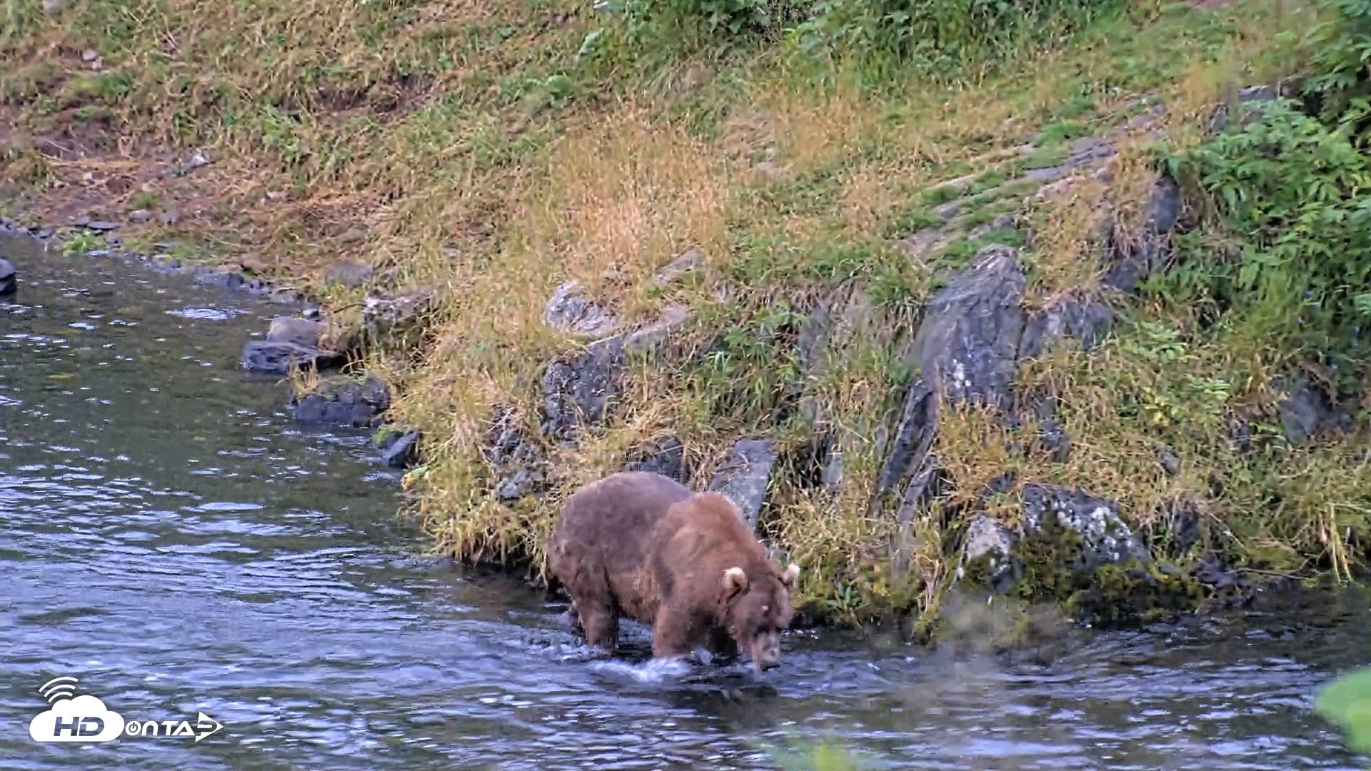 Snapshot of Kodiak Alaska Brown Bears Live Webcam taken Aug 12, 2026, 7:39am AKDT