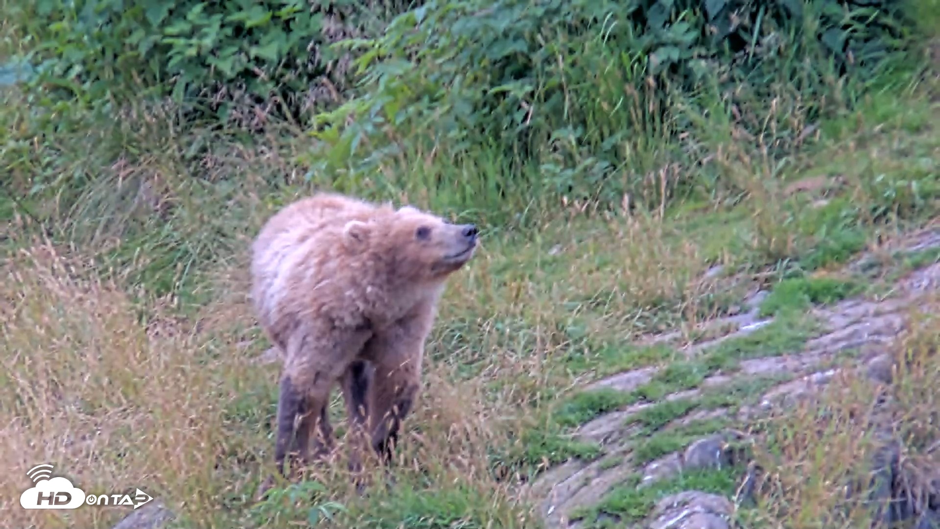 Snapshot of Kodiak Alaska Brown Bears Live Webcam taken Aug 10, 2026, 5:56pm AKDT