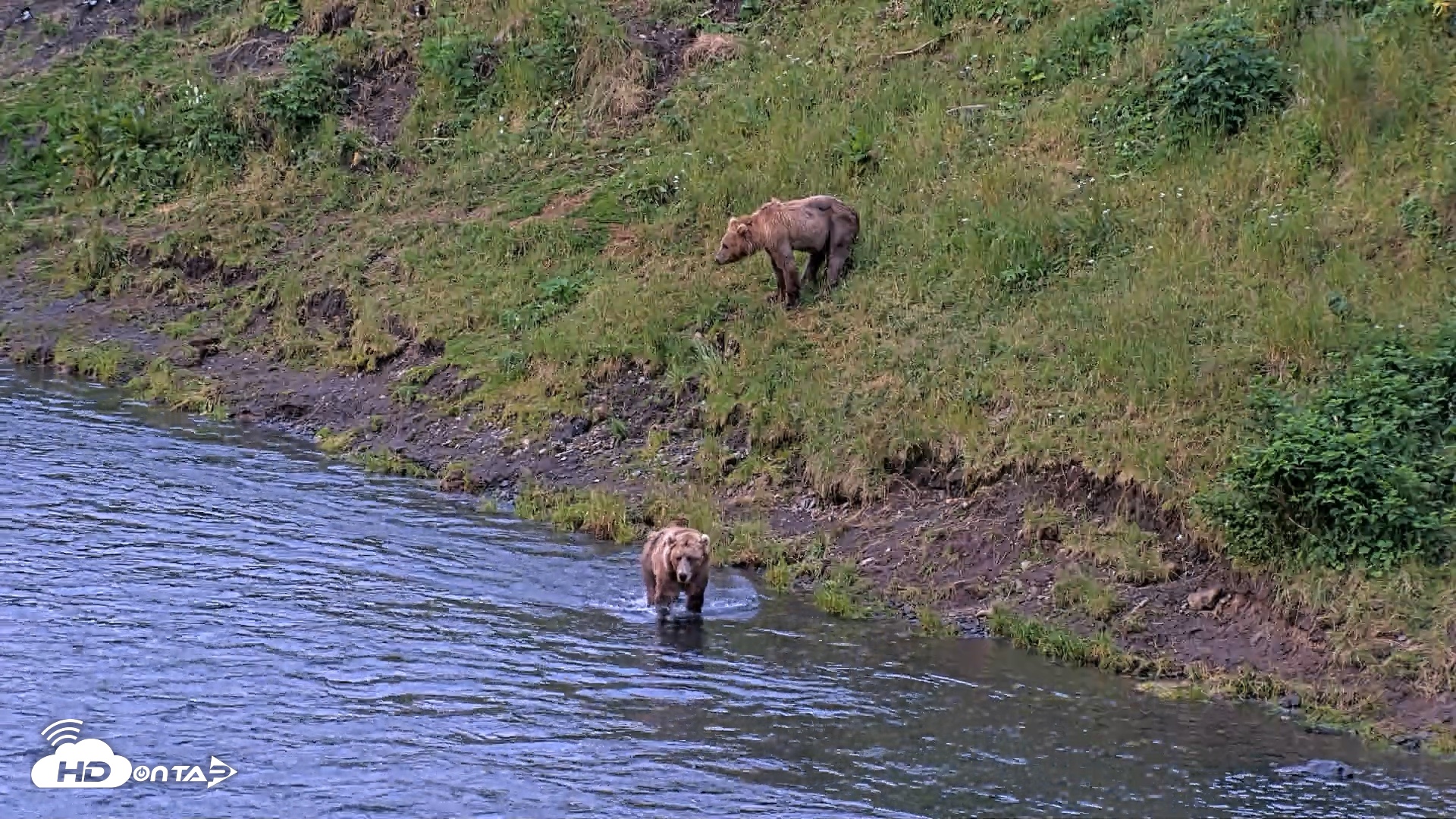 Snapshot of Kodiak Alaska Brown Bears Live Webcam taken Aug 6, 2026, 6:52am AKDT