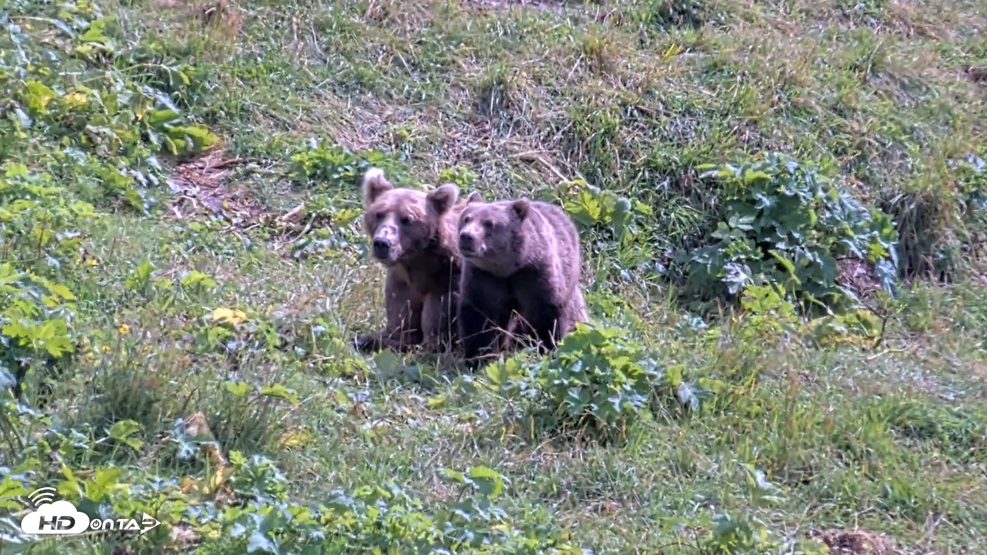 Snapshot of Kodiak Alaska Brown Bears Live Webcam taken Aug 21, 2026, 1:39pm AKDT