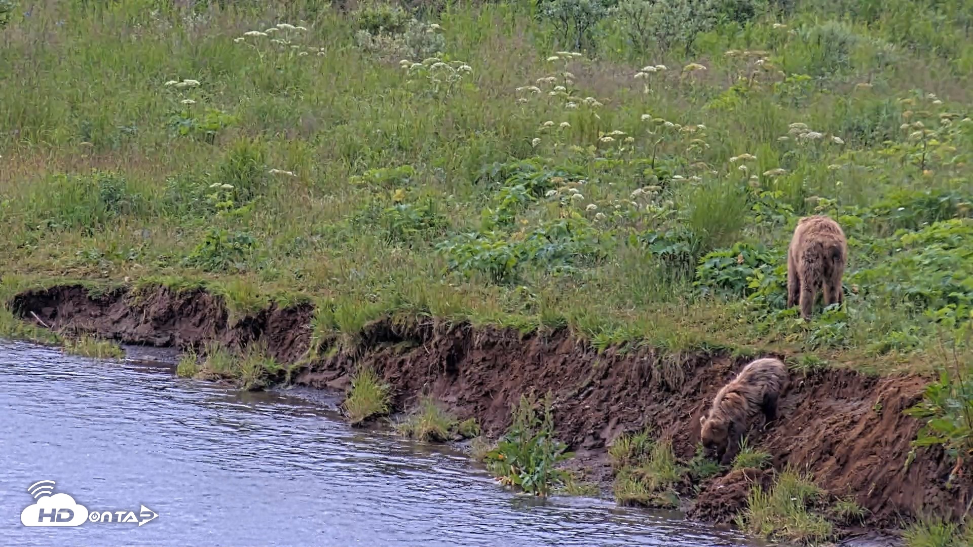 Snapshot of Kodiak Alaska Brown Bears Live Webcam taken Aug 2, 2026, 11:18am AKDT