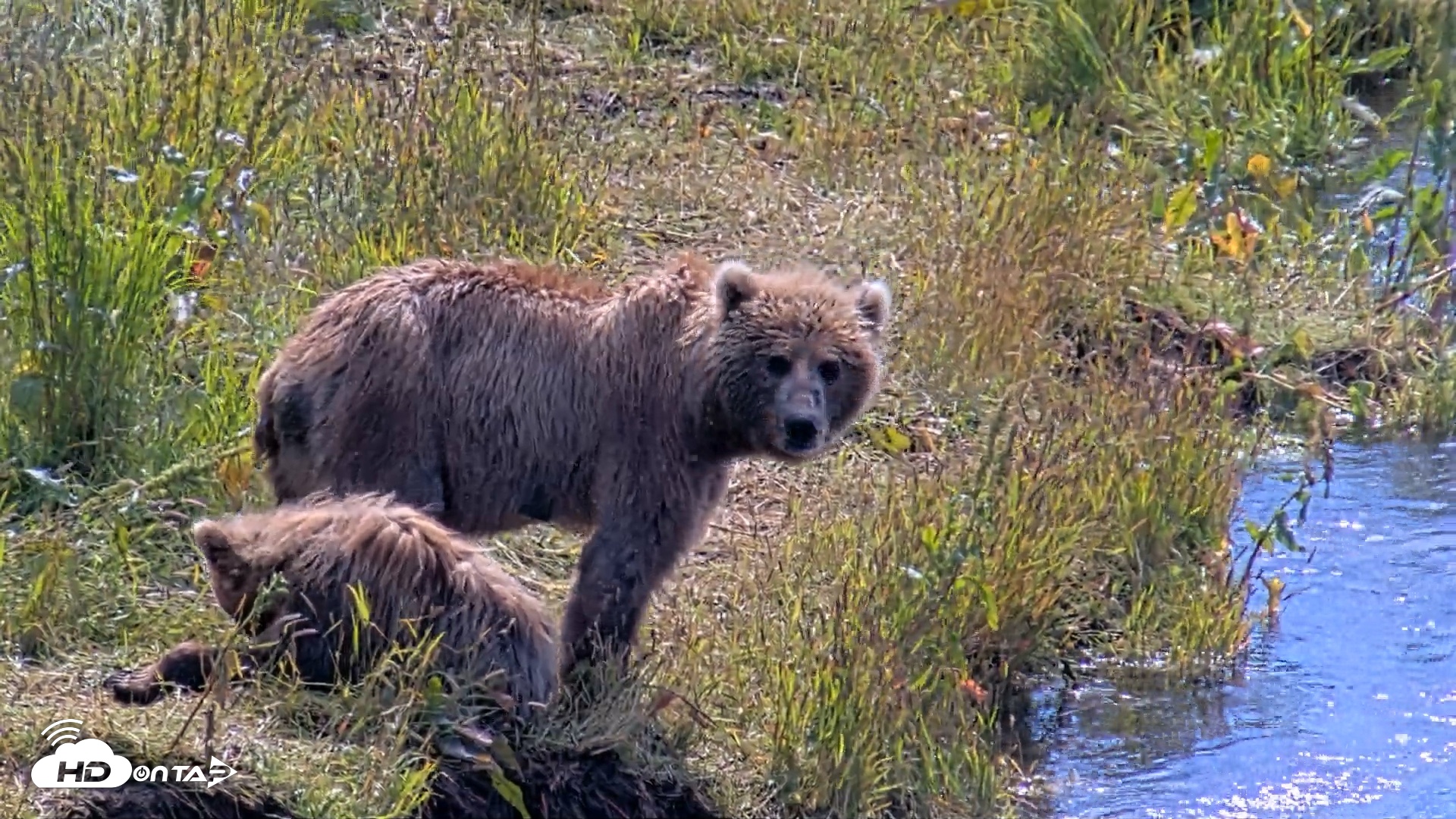 Snapshot of Kodiak Alaska Brown Bears Live Webcam taken Aug 1, 2026, 12:02pm AKDT