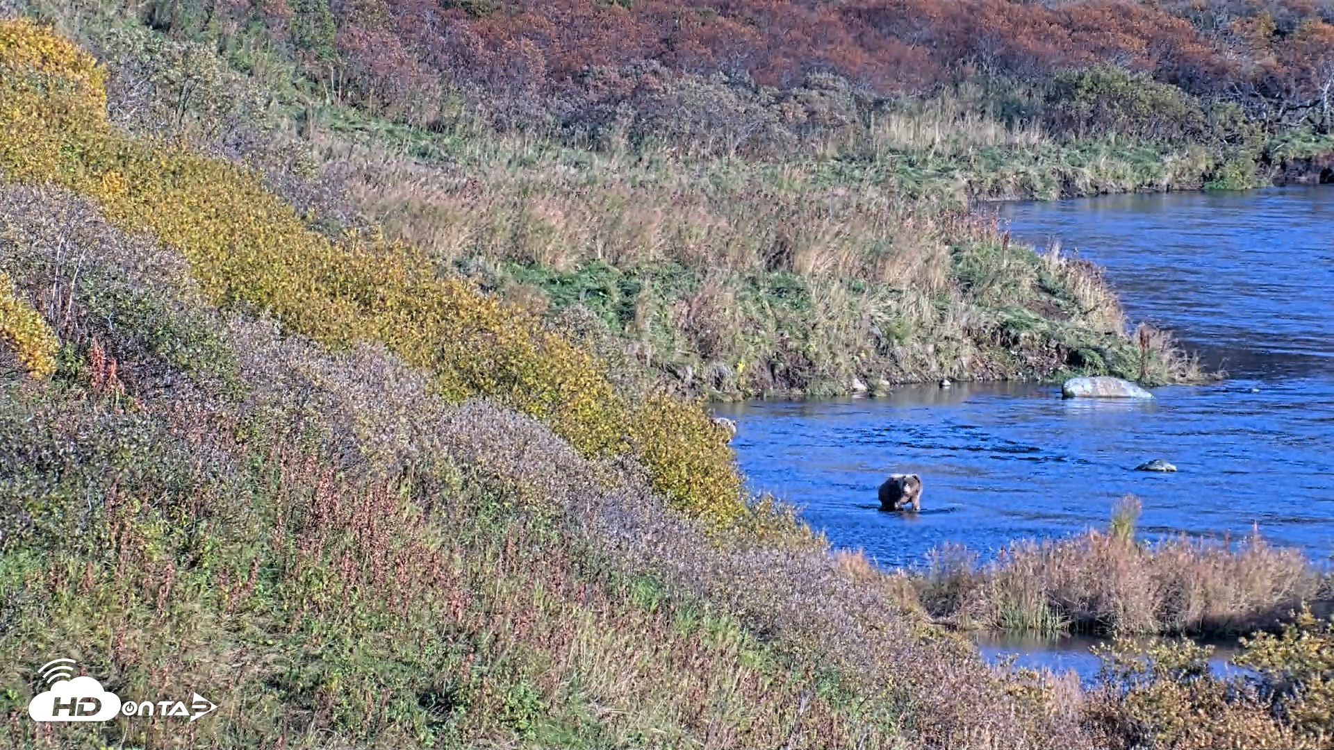 Snapshot of Kodiak Alaska Brown Bears Live Webcam taken Oct 2, 2026, 5:37pm AKDT