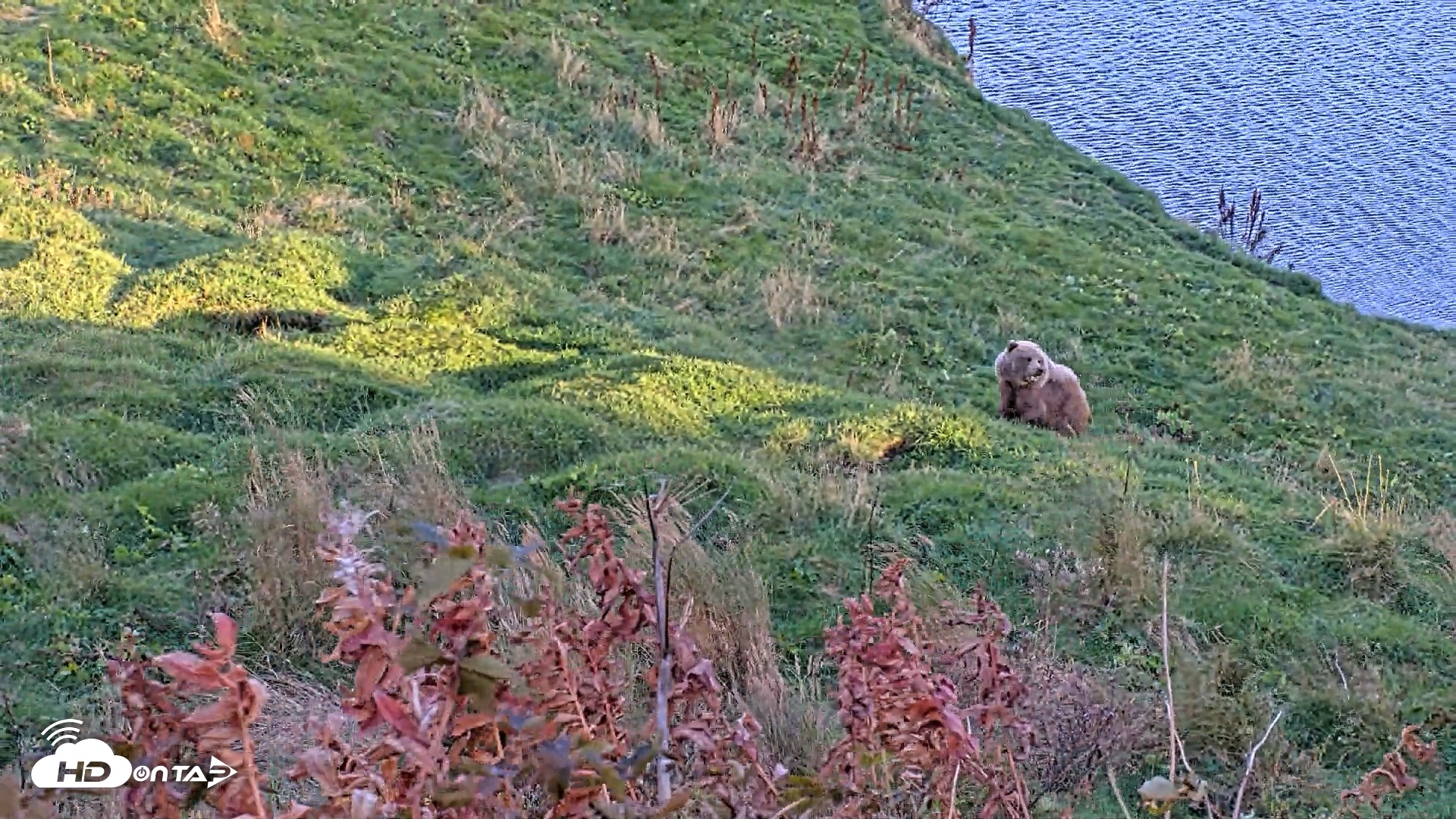 Snapshot of Kodiak Alaska Brown Bears Live Webcam taken Oct 2, 2026, 6:49pm AKDT