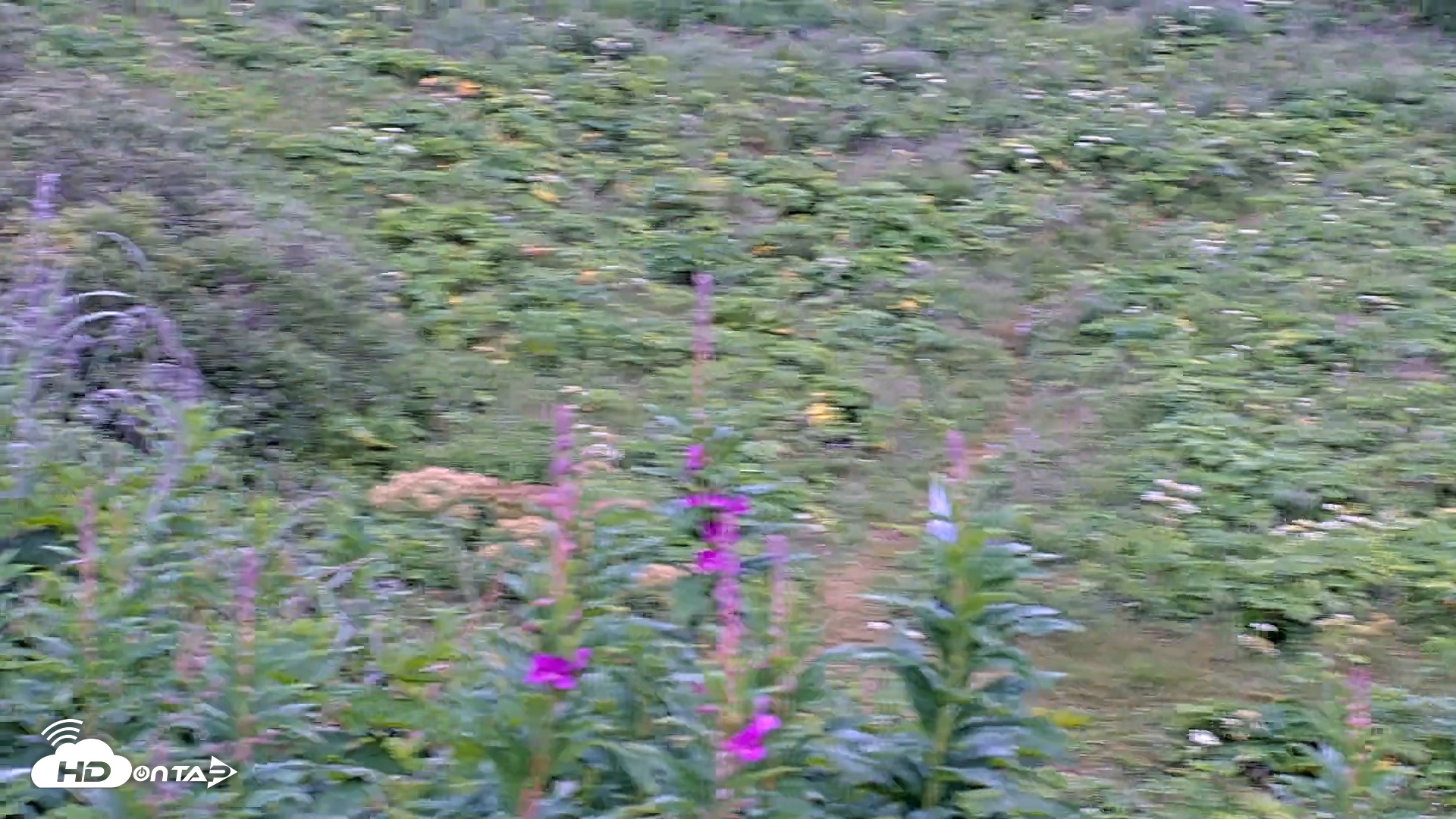 Snapshot of Kodiak Alaska Brown Bears Live Webcam taken Aug 2, 2026, 8:49am AKDT