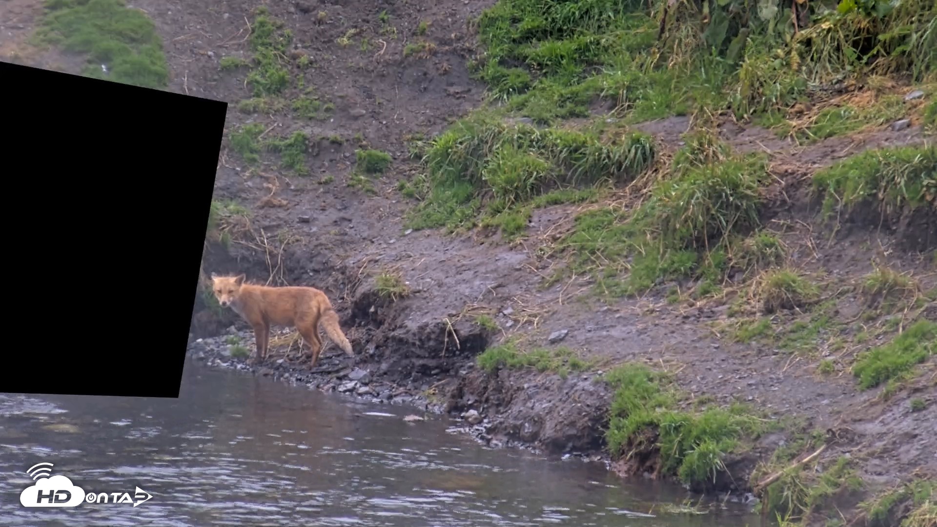 Snapshot of Kodiak Alaska Brown Bears Live Webcam taken Aug 15, 2026, 6:16pm AKDT