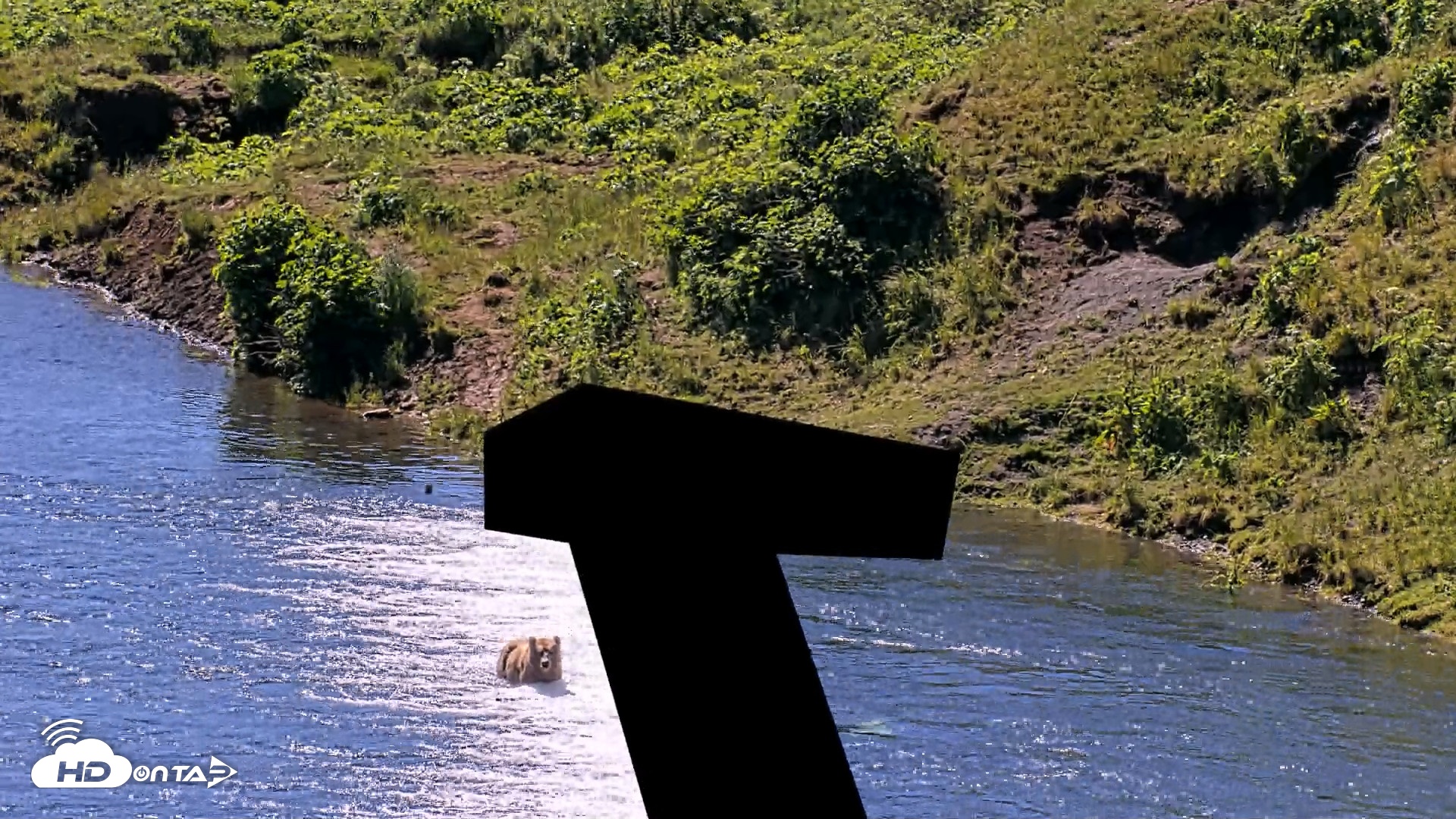 Snapshot of Kodiak Alaska Brown Bears Live Webcam taken Jul 26, 2026, 12:38pm AKDT