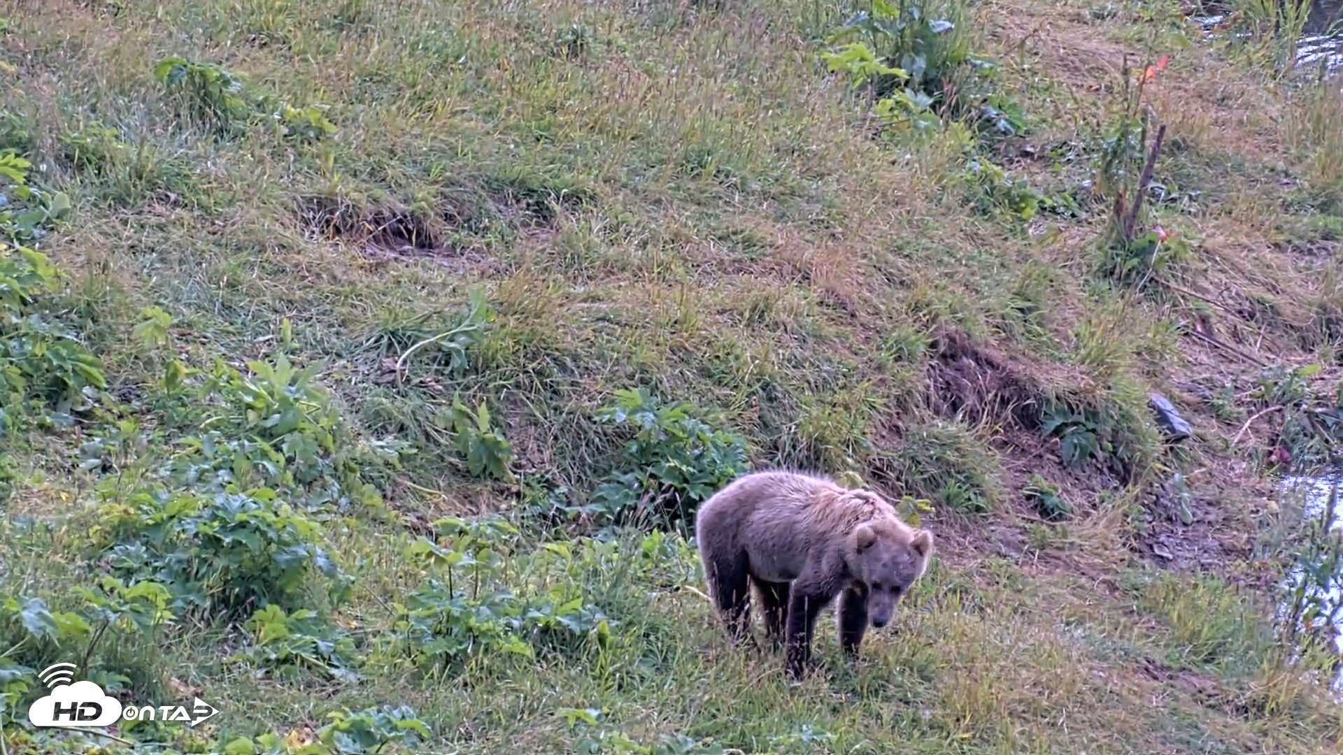 Snapshot of Kodiak Alaska Brown Bears Live Webcam taken Aug 9, 2026, 12:24pm AKDT