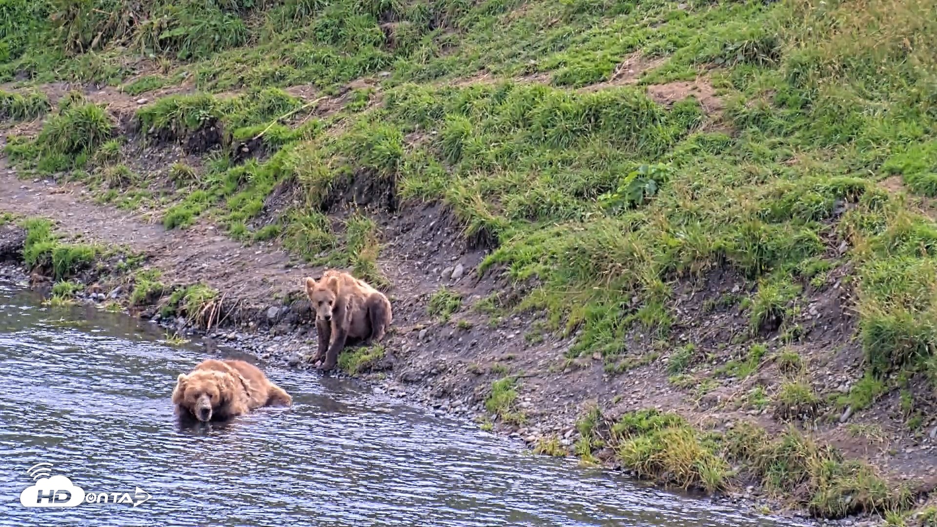 Snapshot of Kodiak Alaska Brown Bears Live Webcam taken Aug 22, 2026, 4:03pm AKDT