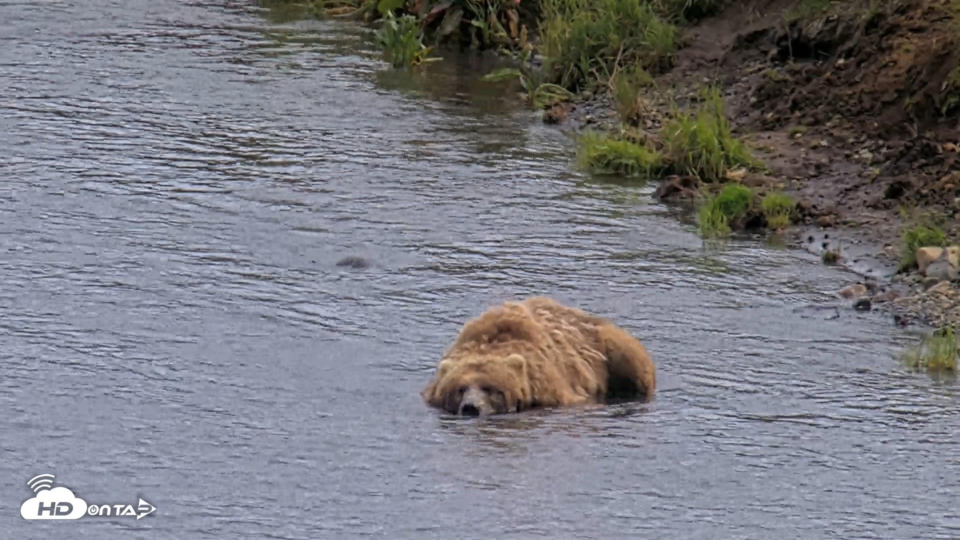 Snapshot of Kodiak Alaska Brown Bears Live Webcam taken Aug 11, 2026, 4:42pm AKDT