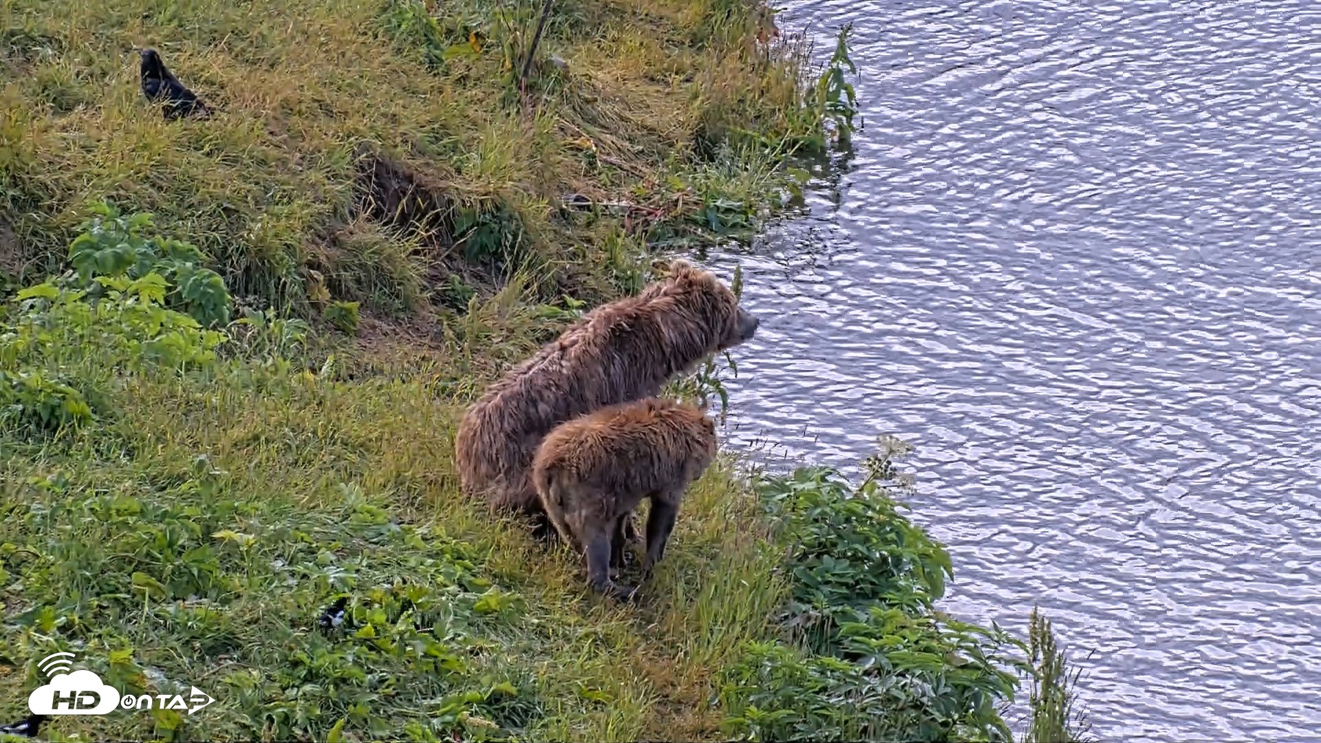 Snapshot of Kodiak Alaska Brown Bears Live Webcam taken Aug 2, 2026, 9:05am AKDT