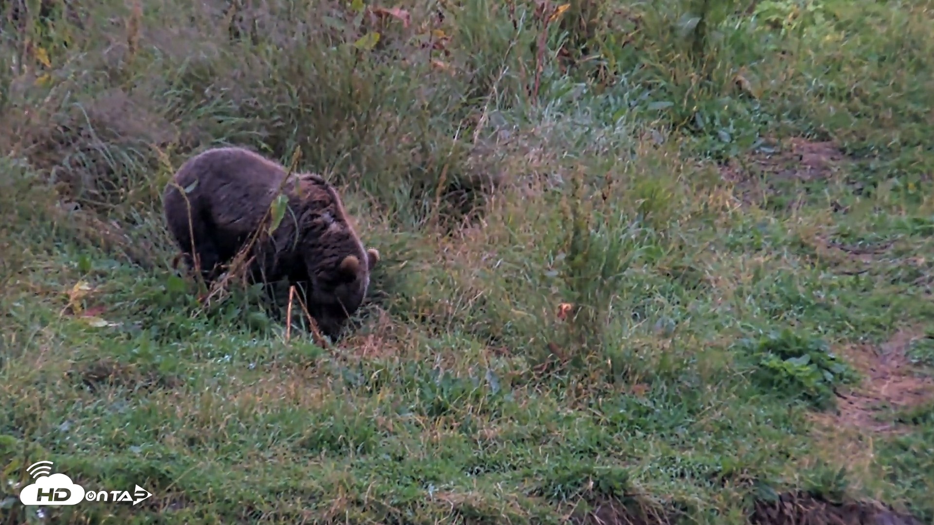 Snapshot of Kodiak Alaska Brown Bears Live Webcam taken Aug 17, 2026, 8:47pm AKDT