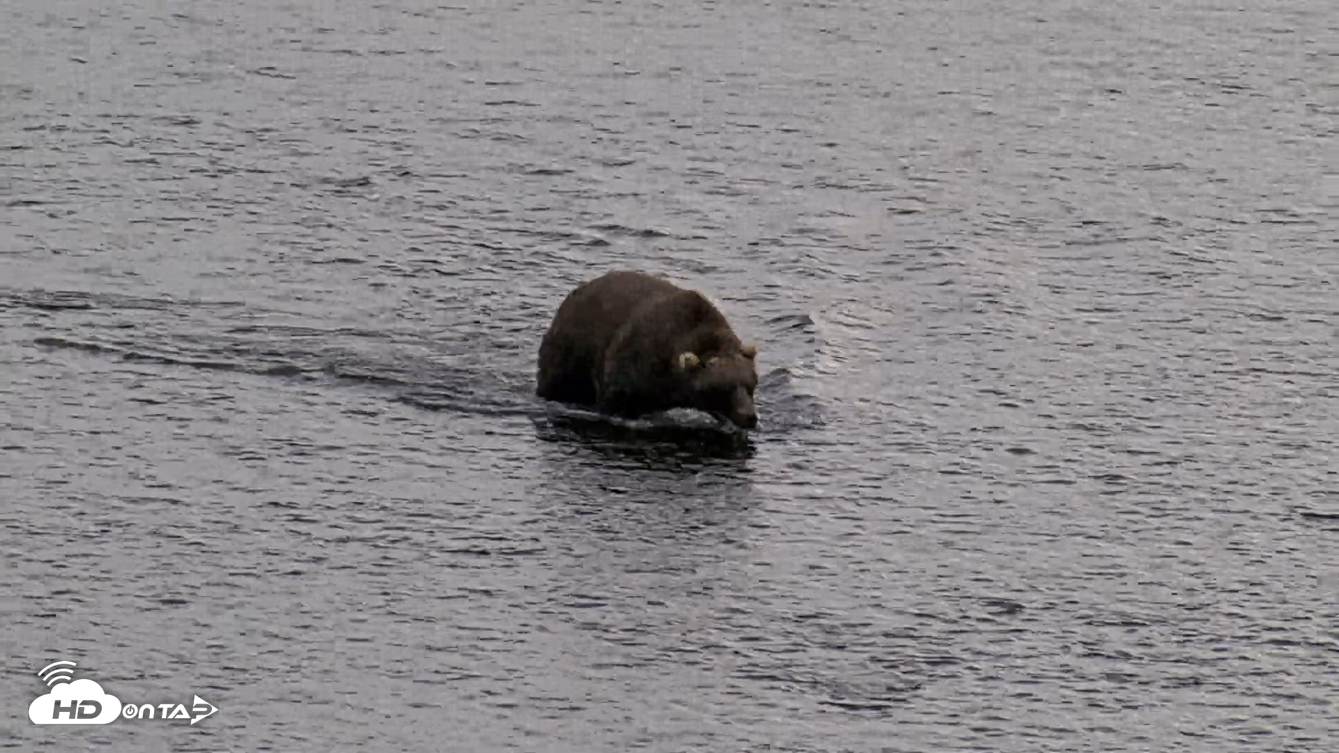 Snapshot of Kodiak Alaska Brown Bears Live Webcam taken Aug 20, 2026, 5:49pm AKDT
