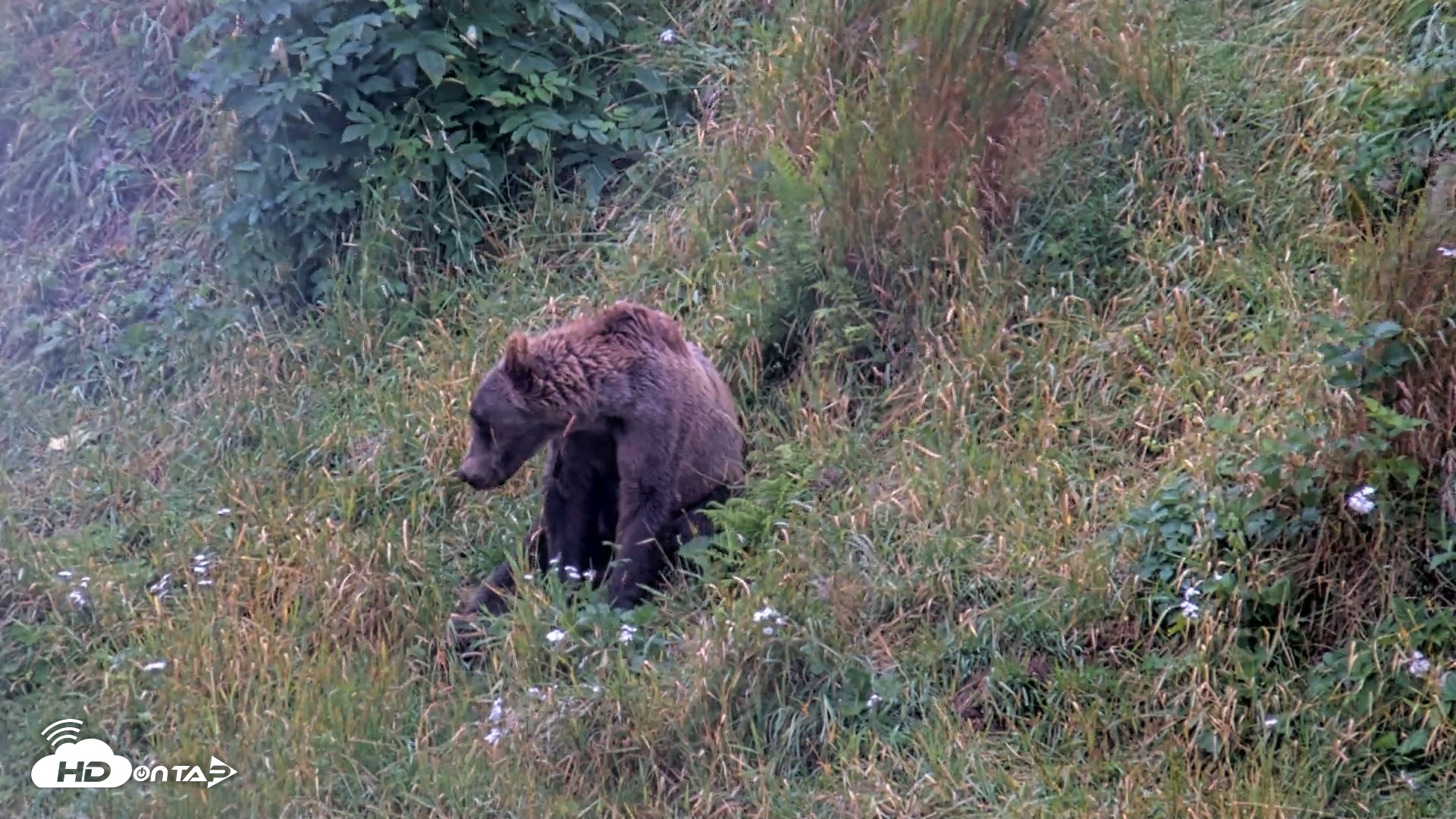 Snapshot of Kodiak Alaska Brown Bears Live Webcam taken Aug 14, 2026, 11:10am AKDT