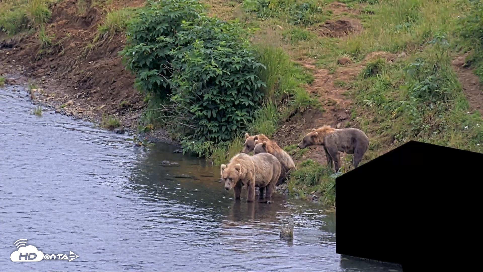 Snapshot of Kodiak Alaska Brown Bears Live Webcam taken Aug 9, 2026, 5:08pm AKDT