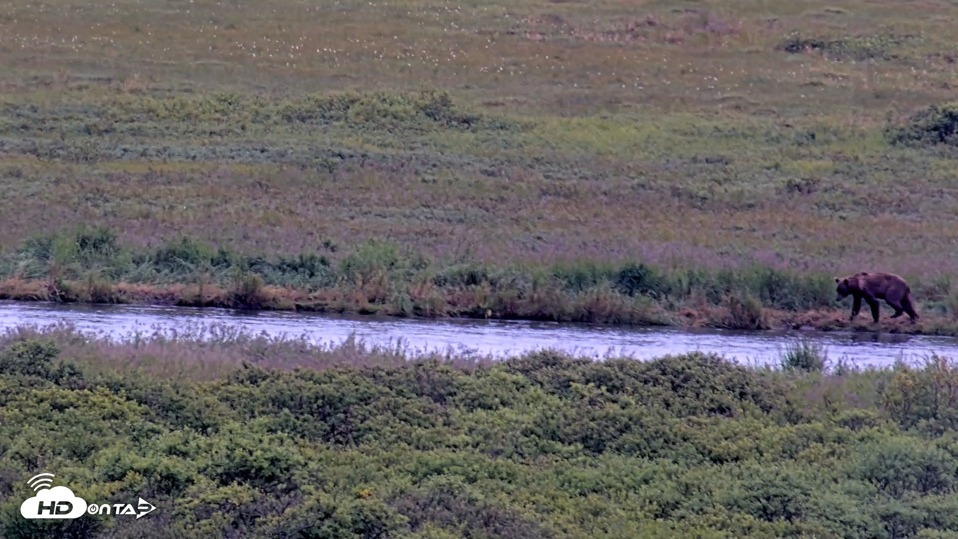 Snapshot of Kodiak Alaska Brown Bears Live Webcam taken Aug 4, 2026, 9:49am AKDT