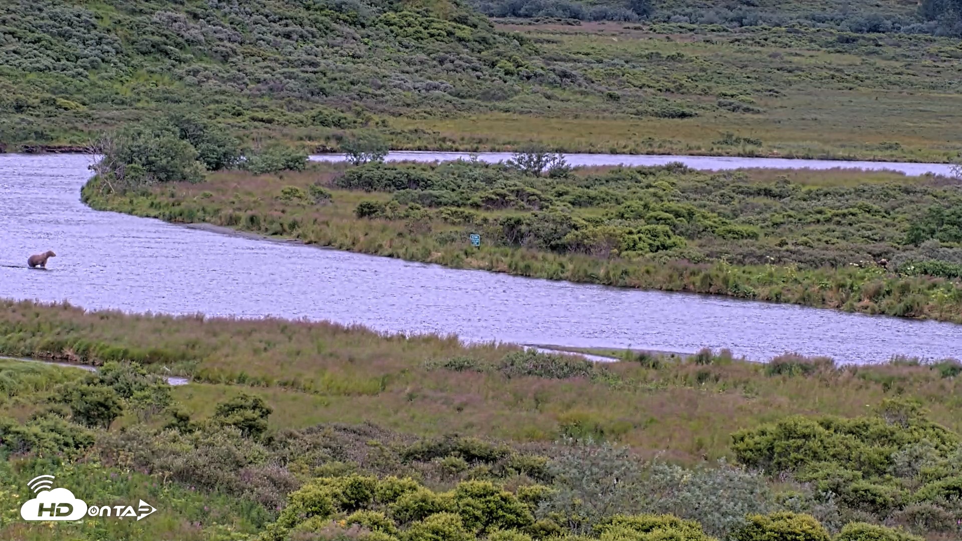 Snapshot of Kodiak Alaska Brown Bears Live Webcam taken Aug 12, 2026, 9:21am AKDT