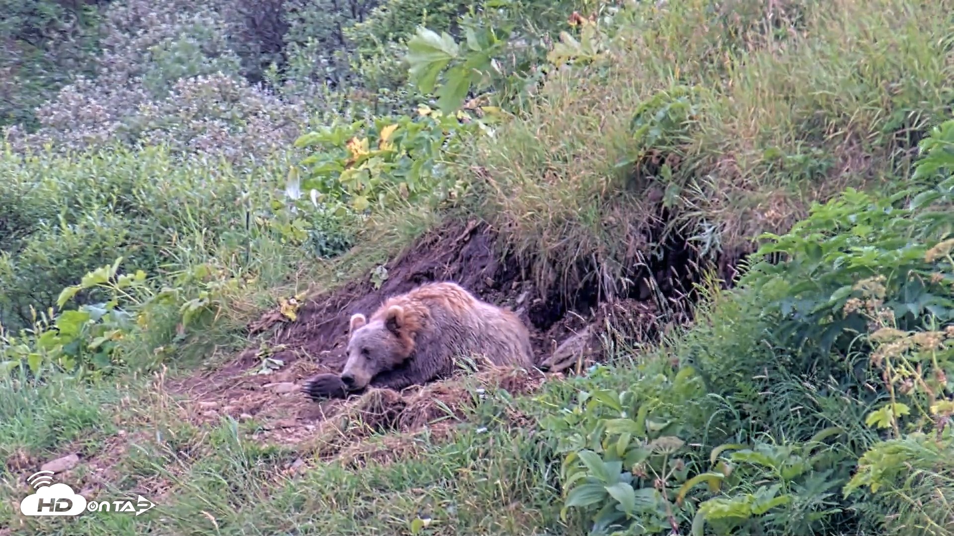 Snapshot of Kodiak Alaska Brown Bears Live Webcam taken Aug 7, 2026, 5:50pm AKDT