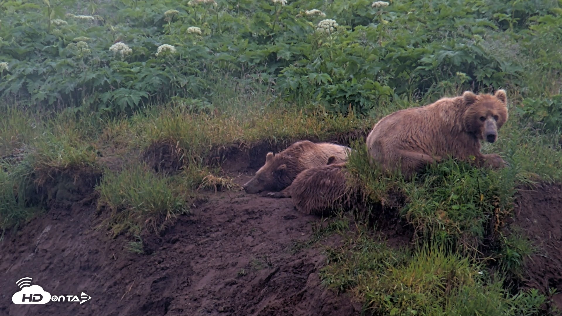 Snapshot of Kodiak Alaska Brown Bears Live Webcam taken Jul 22, 2026, 9:42am AKDT