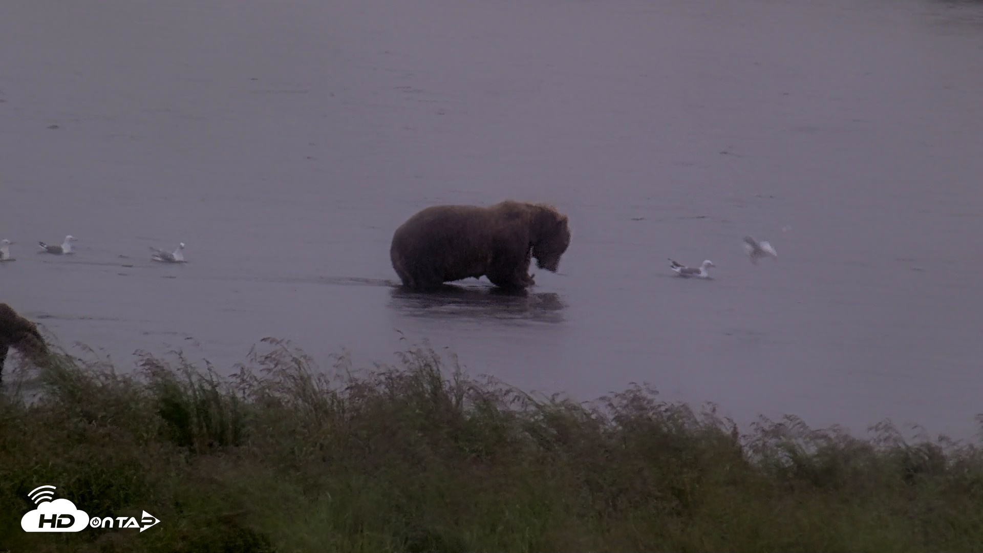 Snapshot of Kodiak Alaska Brown Bears Live Webcam taken Aug 16, 2026, 7:26pm AKDT