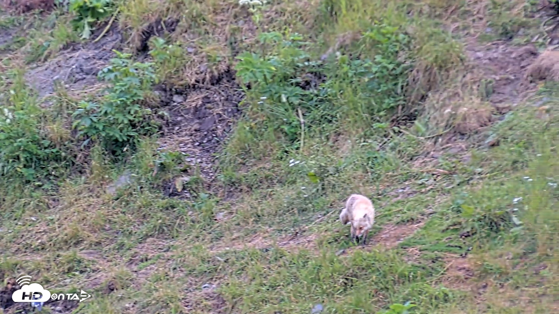 Snapshot of Kodiak Alaska Brown Bears Live Webcam taken Aug 2, 2026, 8:01pm AKDT