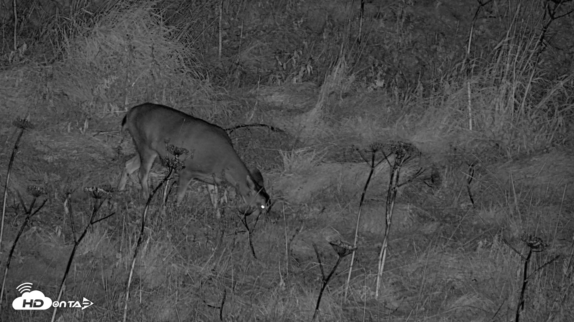Snapshot of Kodiak Alaska Brown Bears Live Webcam taken Oct 7, 2026, 10:52pm AKDT