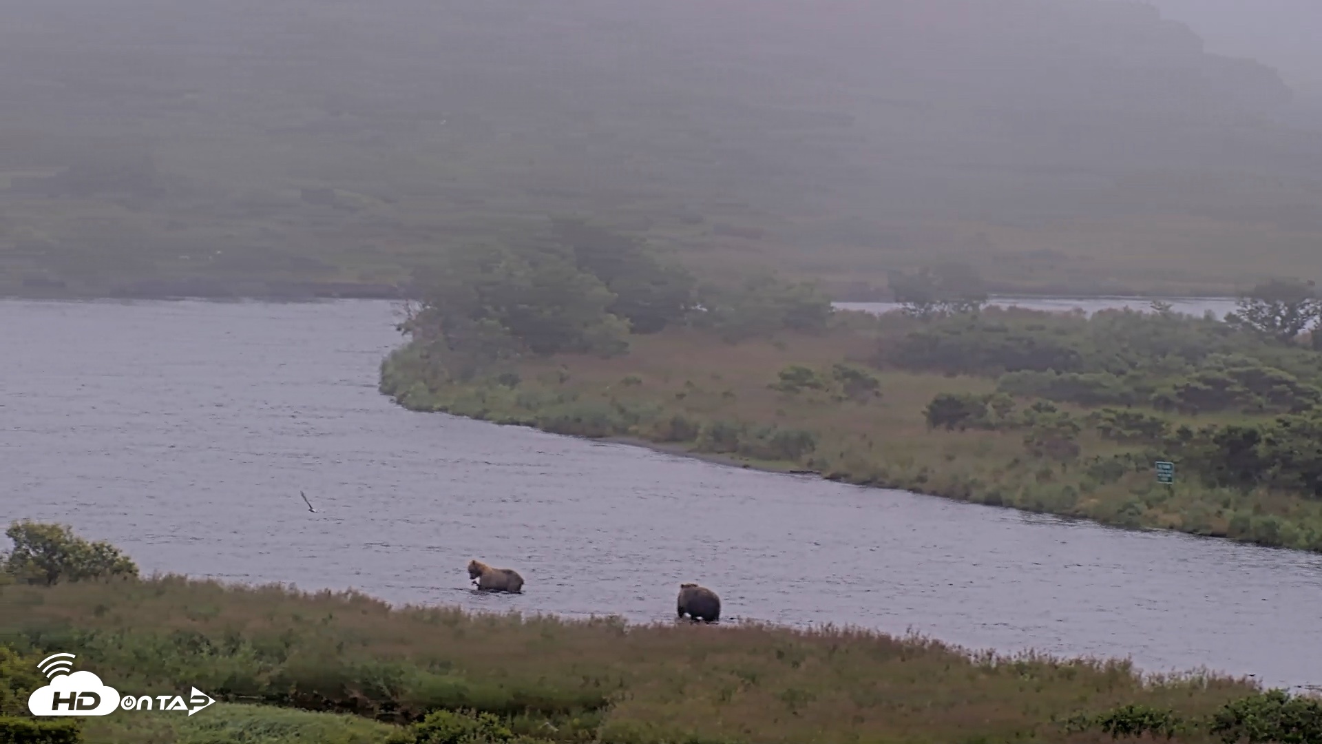 Snapshot of Kodiak Alaska Brown Bears Live Webcam taken Aug 9, 2026, 9:06am AKDT