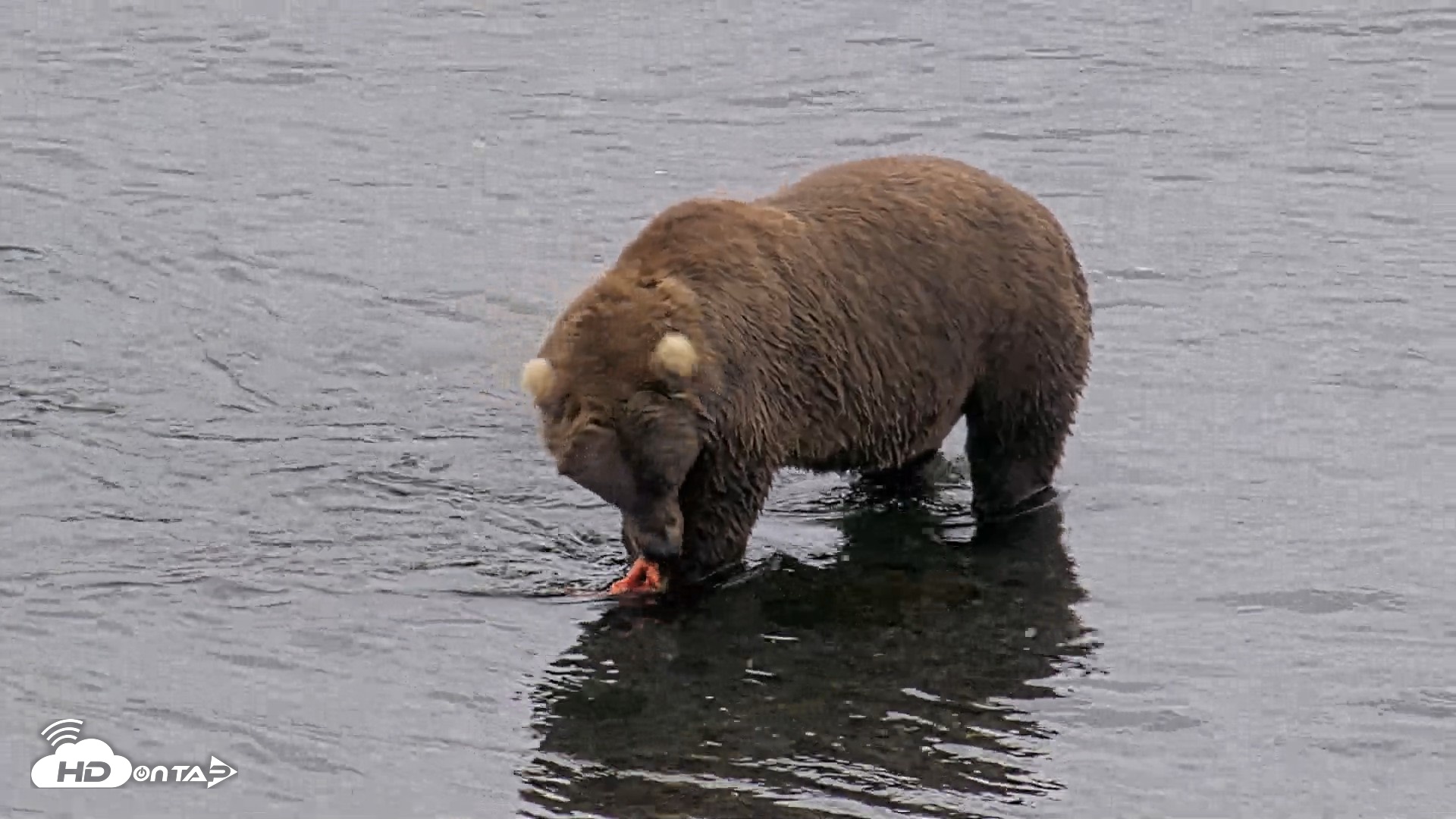 Snapshot of Kodiak Alaska Brown Bears Live Webcam taken Aug 18, 2026, 4:58pm AKDT