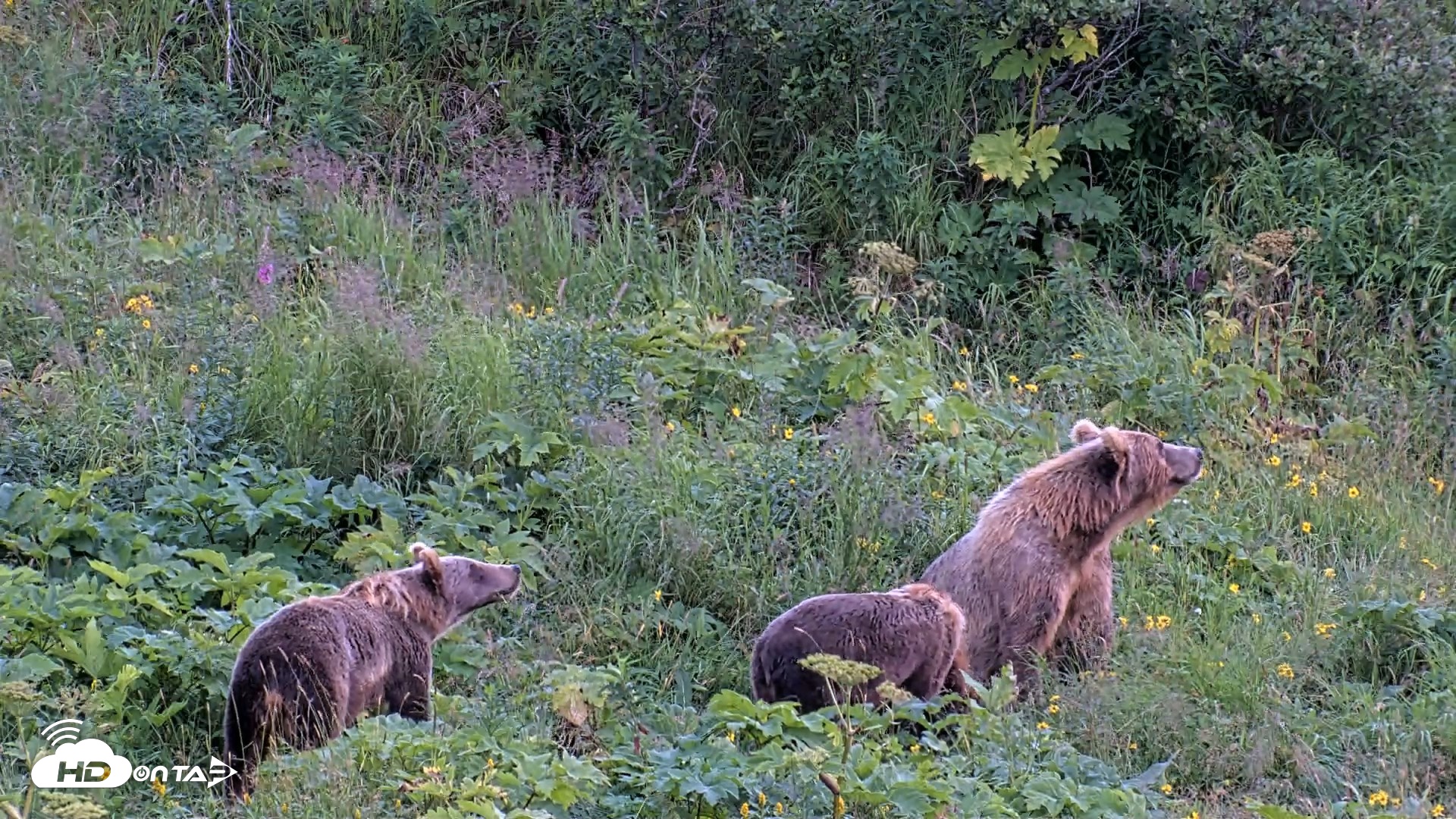 Snapshot of Kodiak Alaska Brown Bears Live Webcam taken Aug 14, 2026, 8:55pm AKDT
