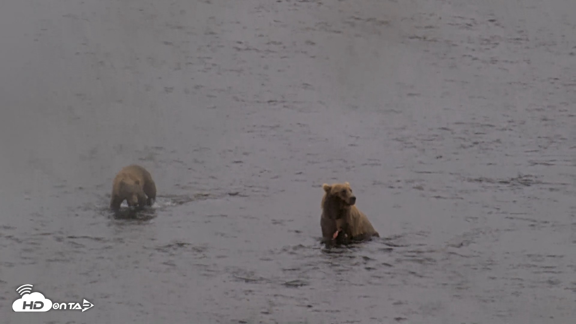 Snapshot of Kodiak Alaska Brown Bears Live Webcam taken Aug 16, 2026, 2:59pm AKDT