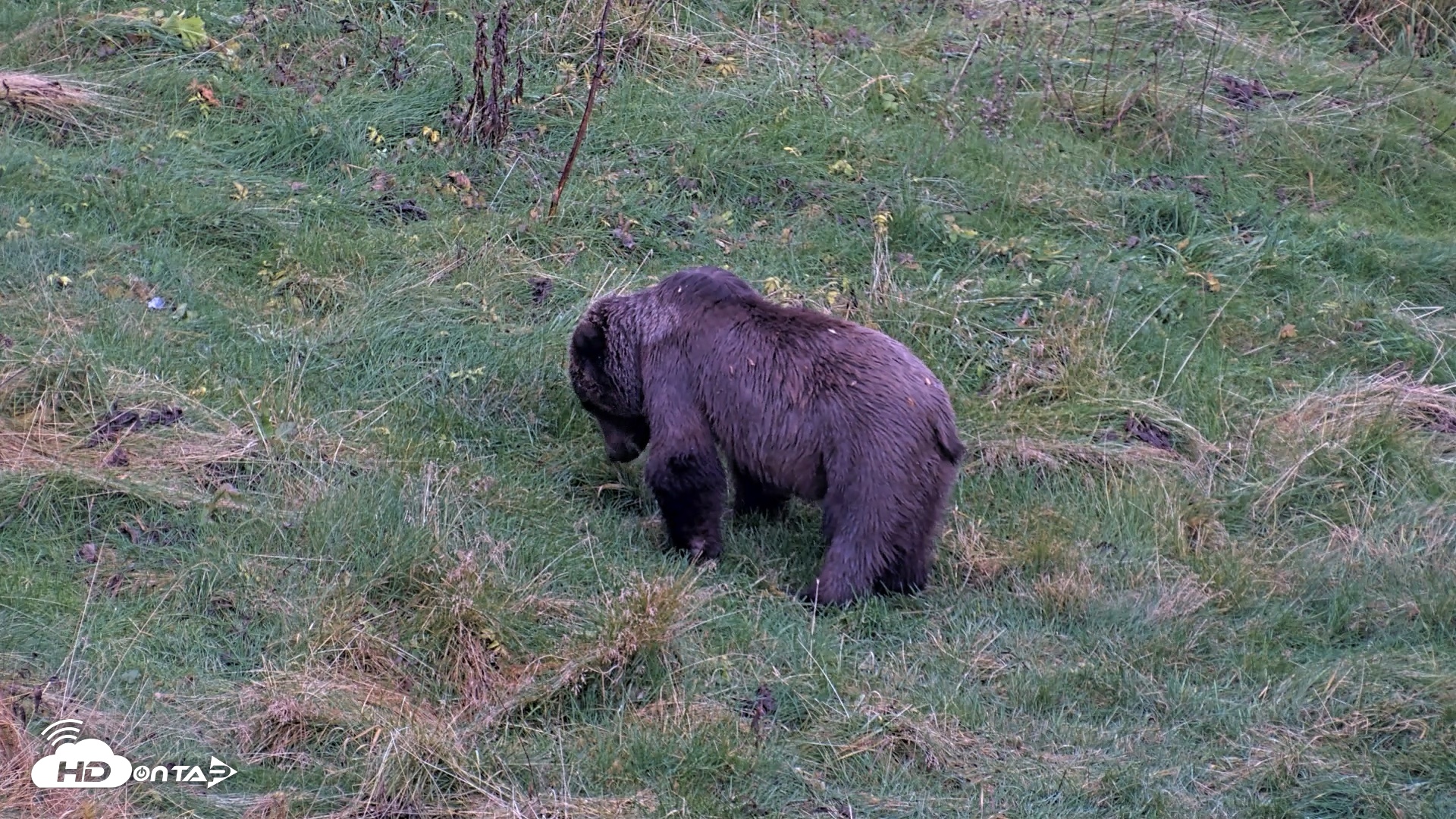Snapshot of Kodiak Alaska Brown Bears Live Webcam taken Oct 12, 2026, 7:02pm AKDT