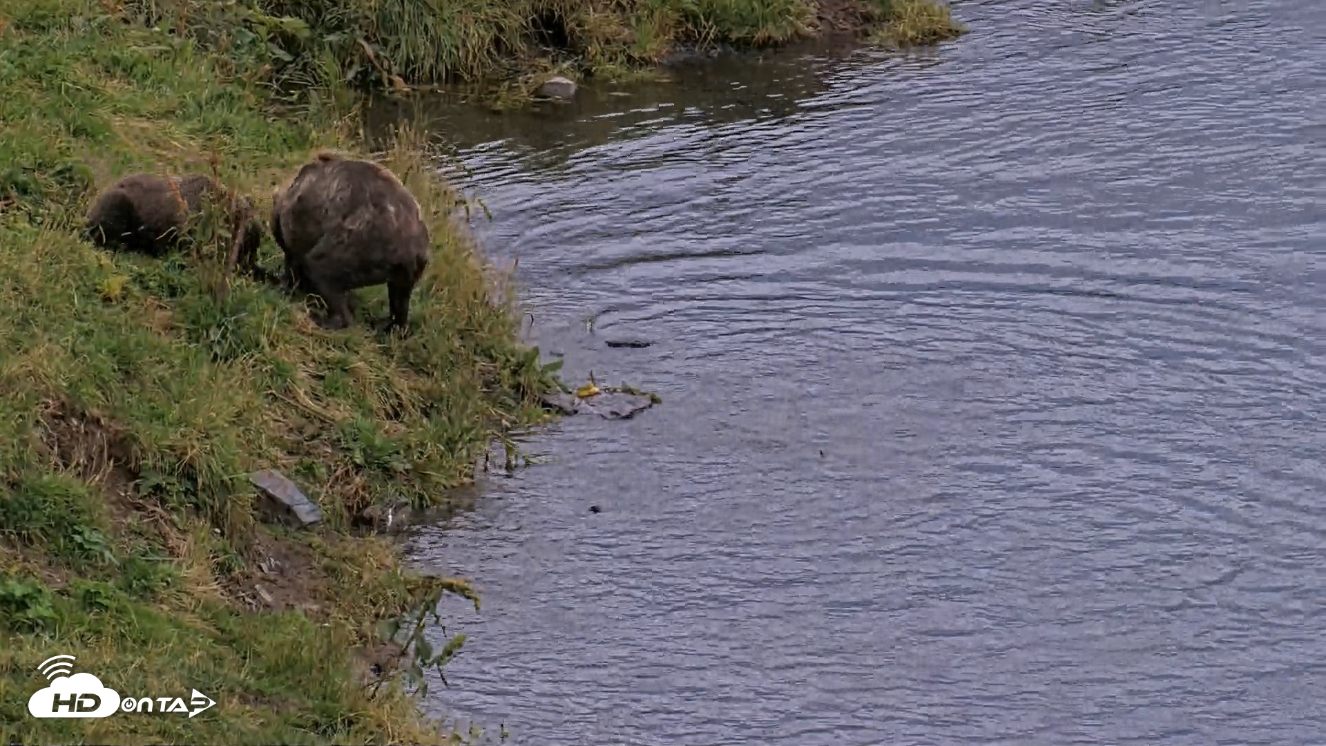 Snapshot of Kodiak Alaska Brown Bears Live Webcam taken Aug 20, 2026, 8:25pm AKDT